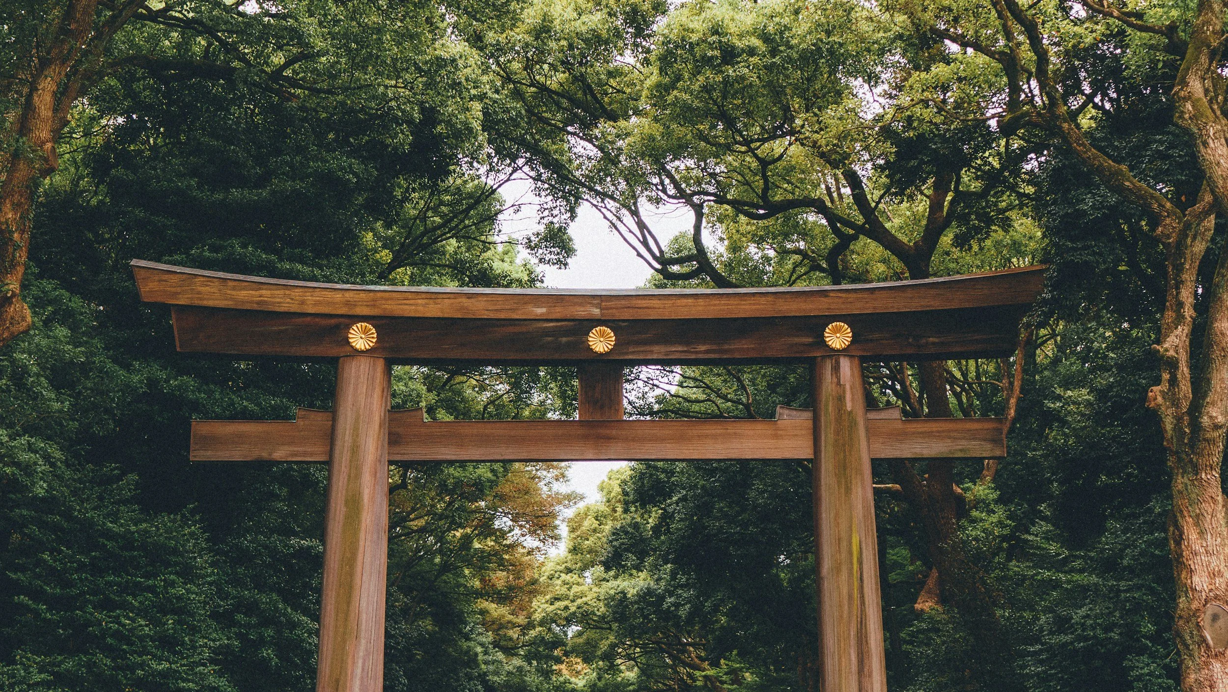 The Mud Lotus Trauma Integration Model:An Integrative Conceptual Framework Linking Trauma, Emotion, and Zen