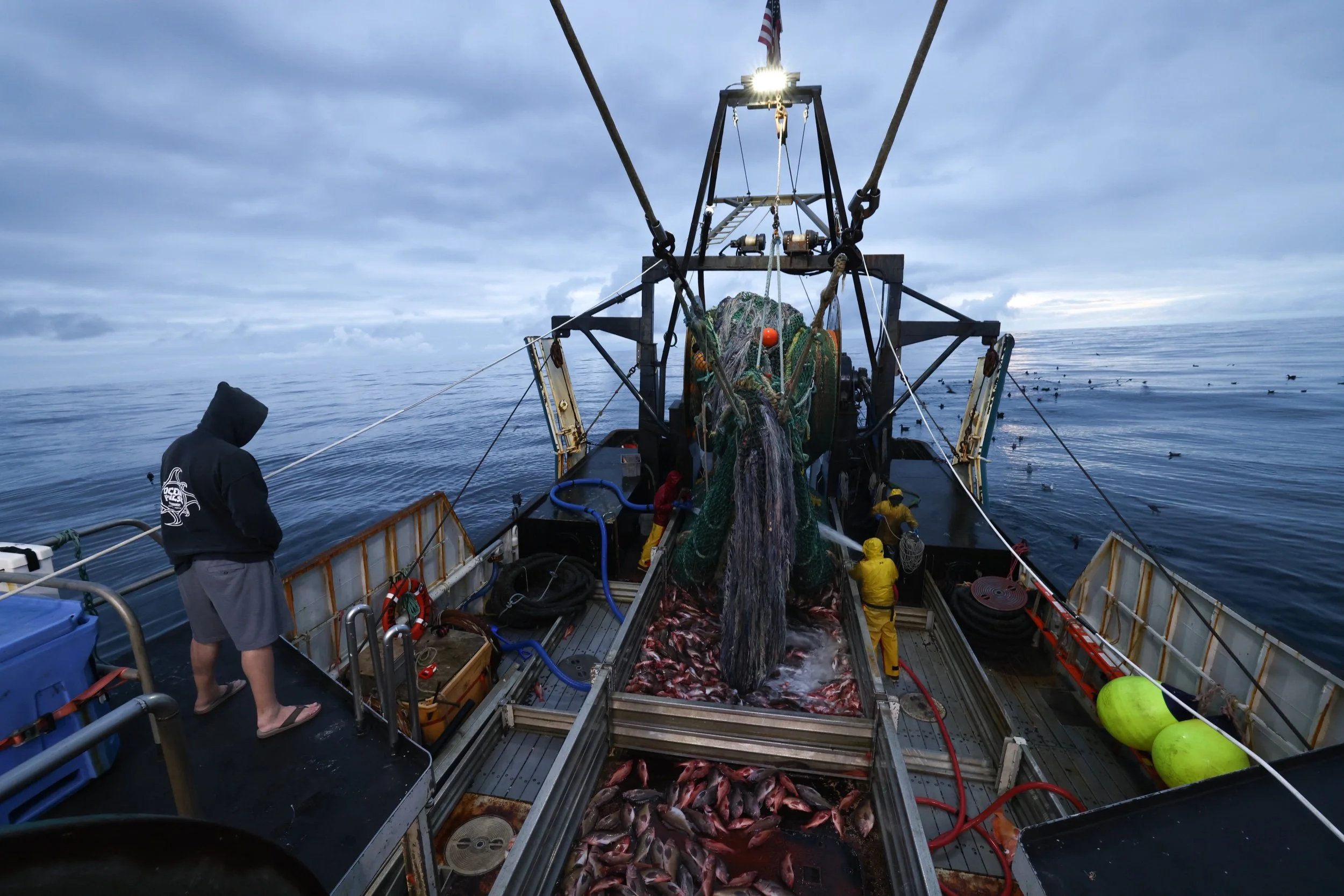  Captain oversees a haulback as crew empties a codend full of fish into the trawl alley 