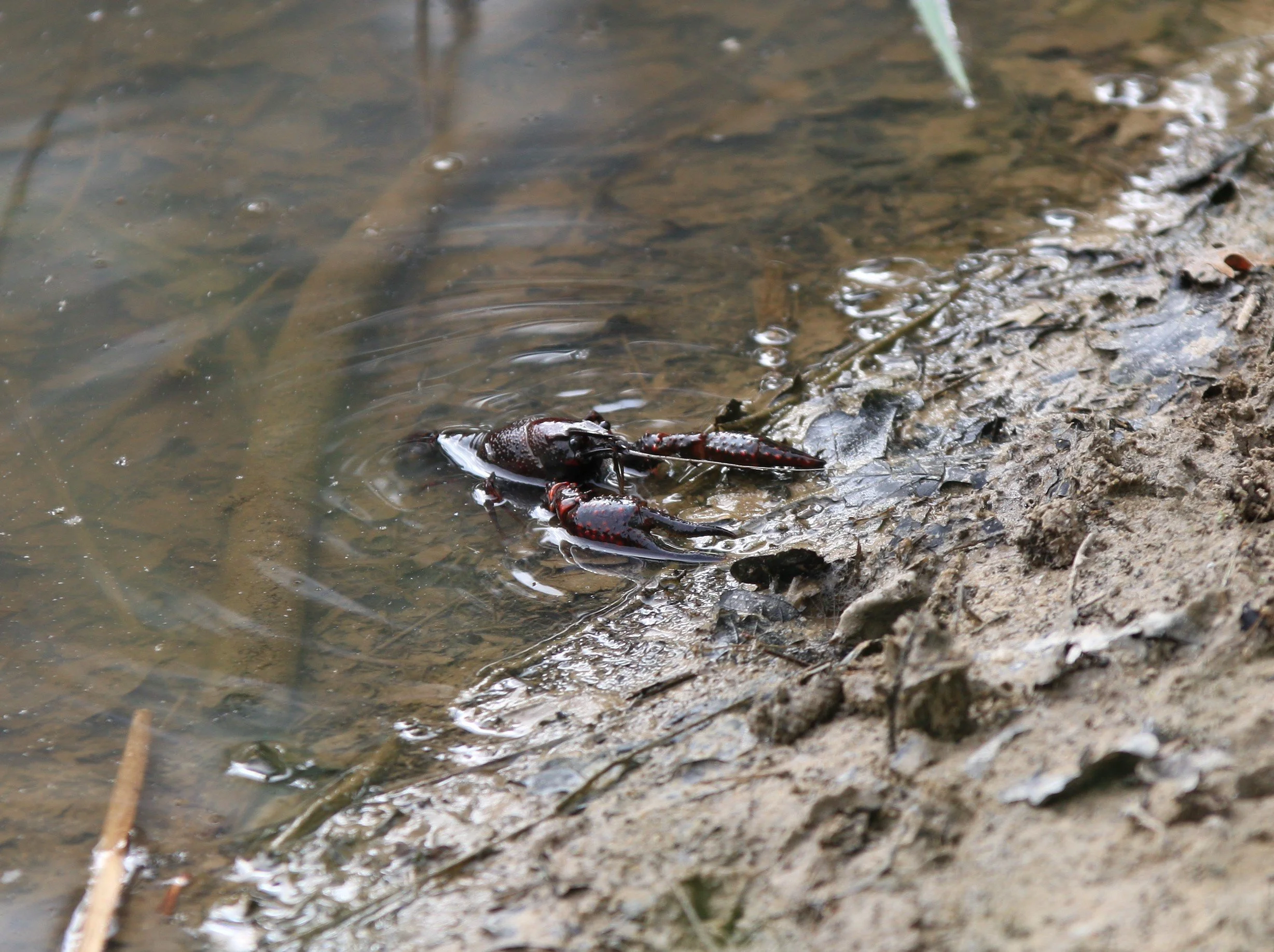 Atelier des vacances d'hiver - SOS Biodiversité ! (5 à 12 ans)