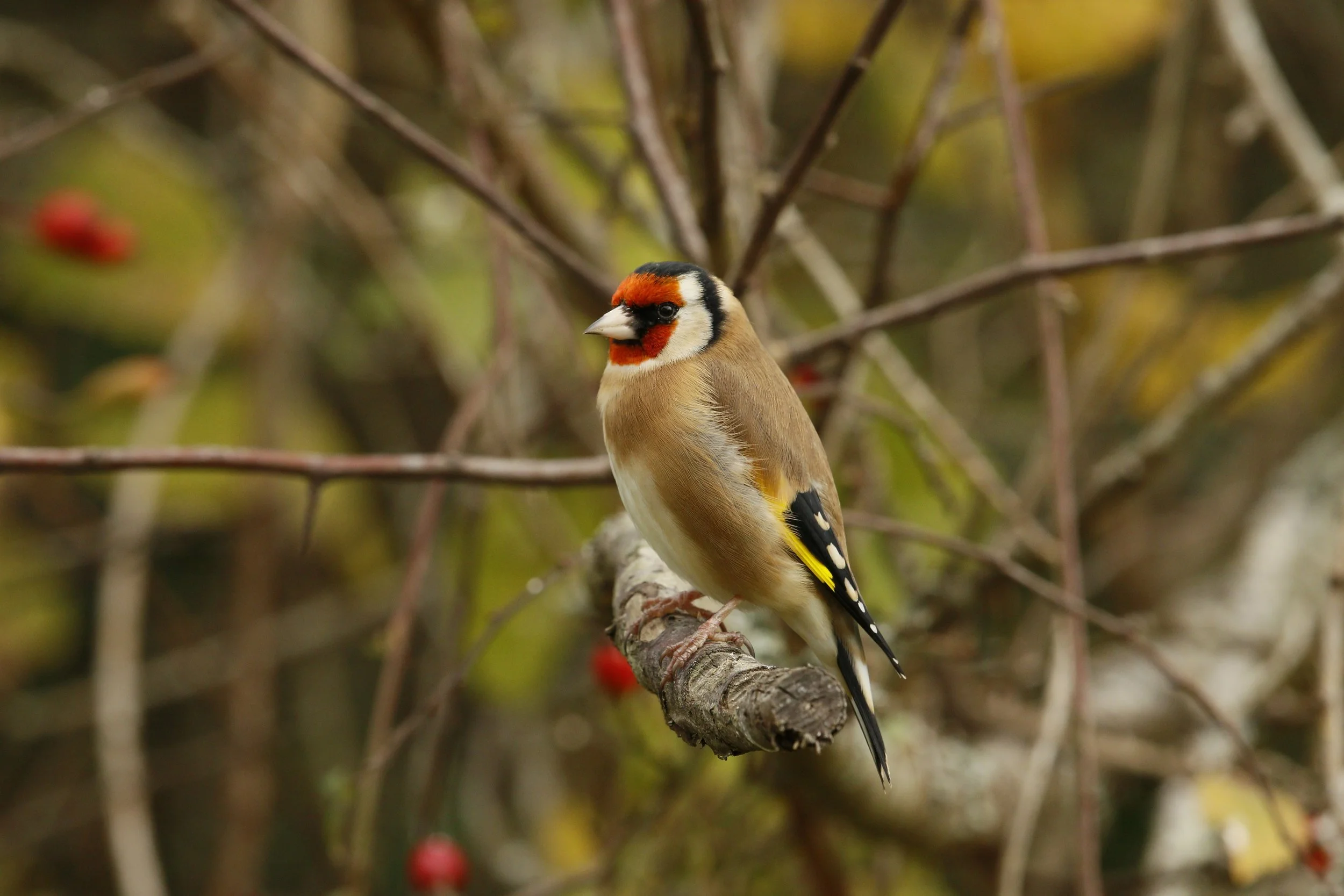 Concours photographique sur la biodiversité !