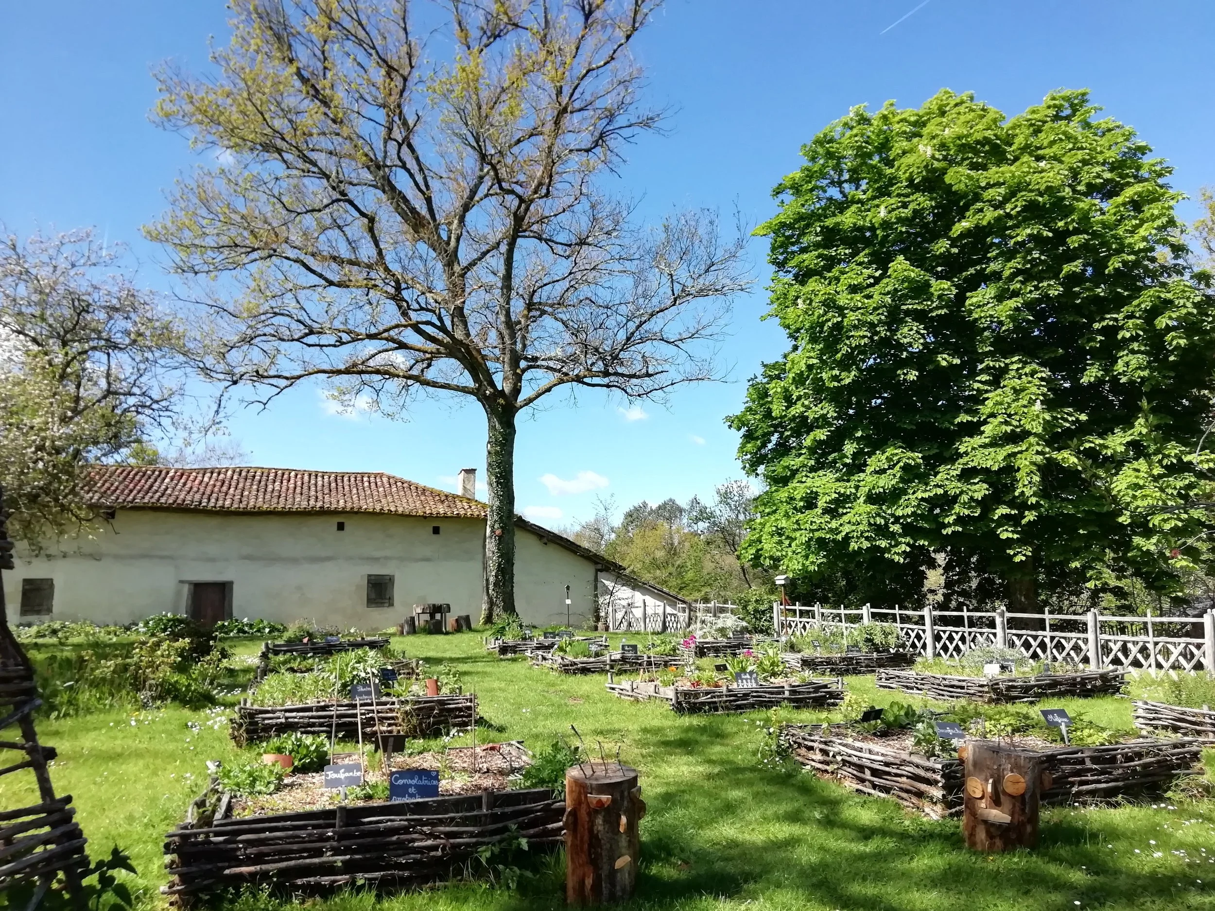 Atelier des vacances d'été - Cuisine sauvage ! (5 à 12 ans)