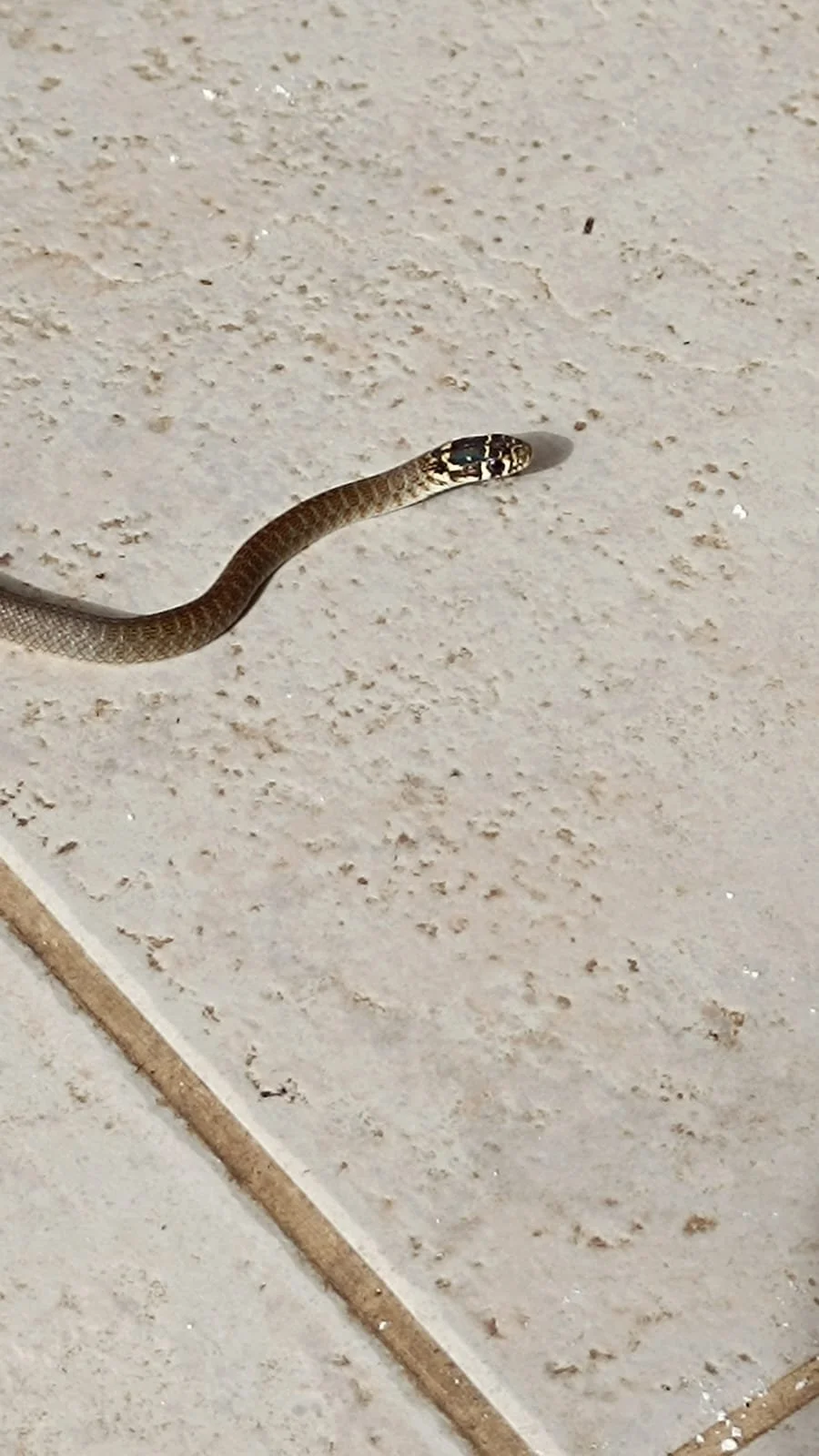 Atelier des vacances d'été - Les serpents, ces super-héros ! (5 à 12 ans)