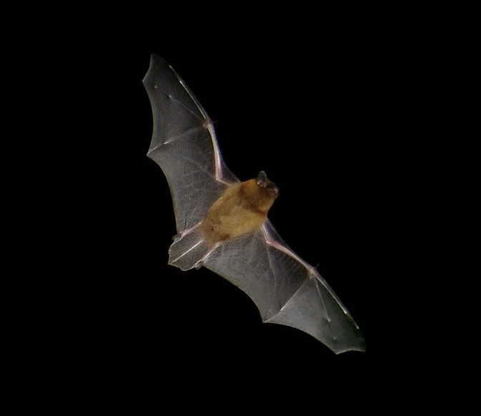 Eté actif - A la rencontre des chauve-souris ! 