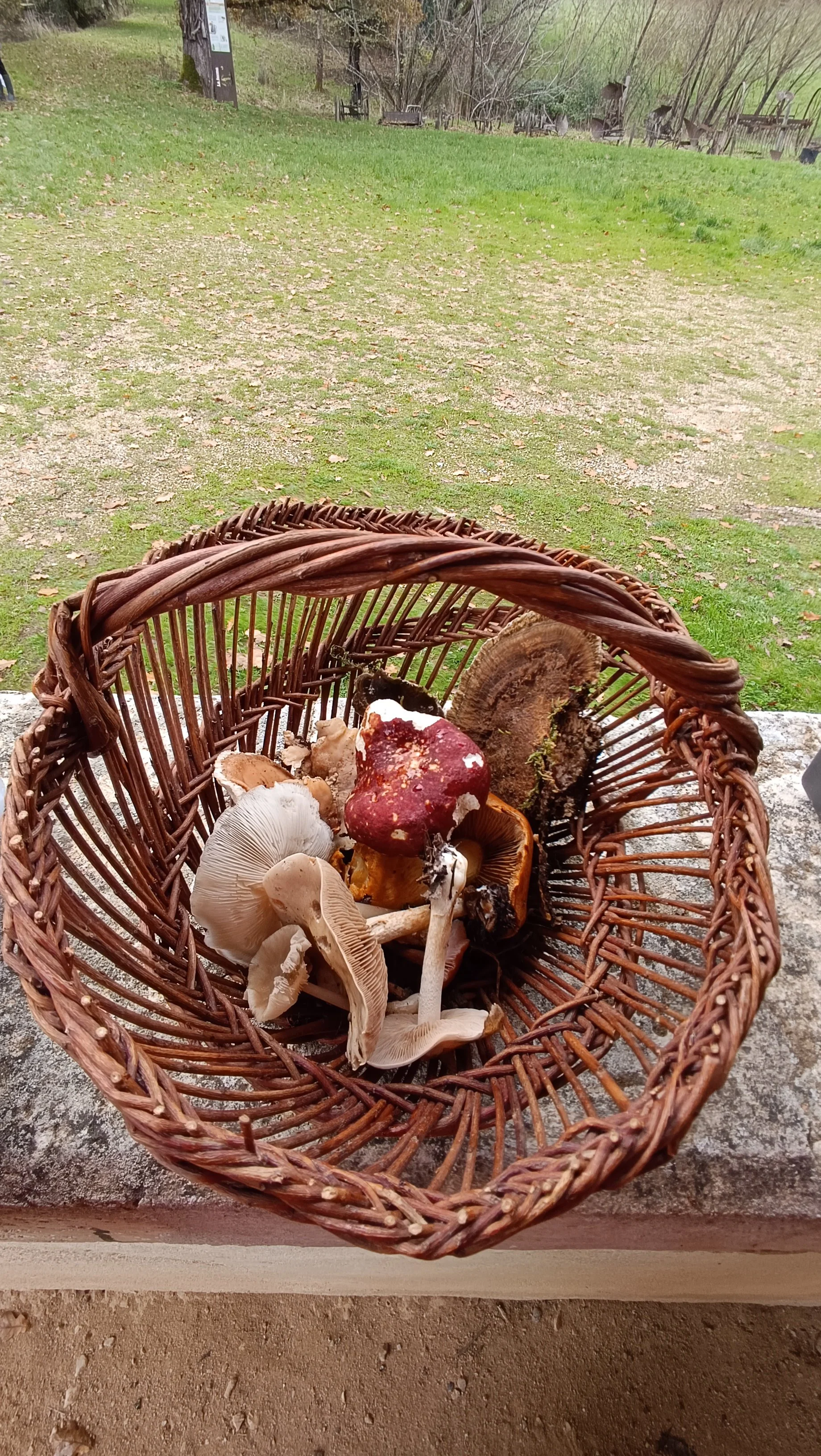 A la chasse aux champignons ! 