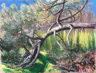 Exposition de dessins de la forêt de la Double par Christian Legendre