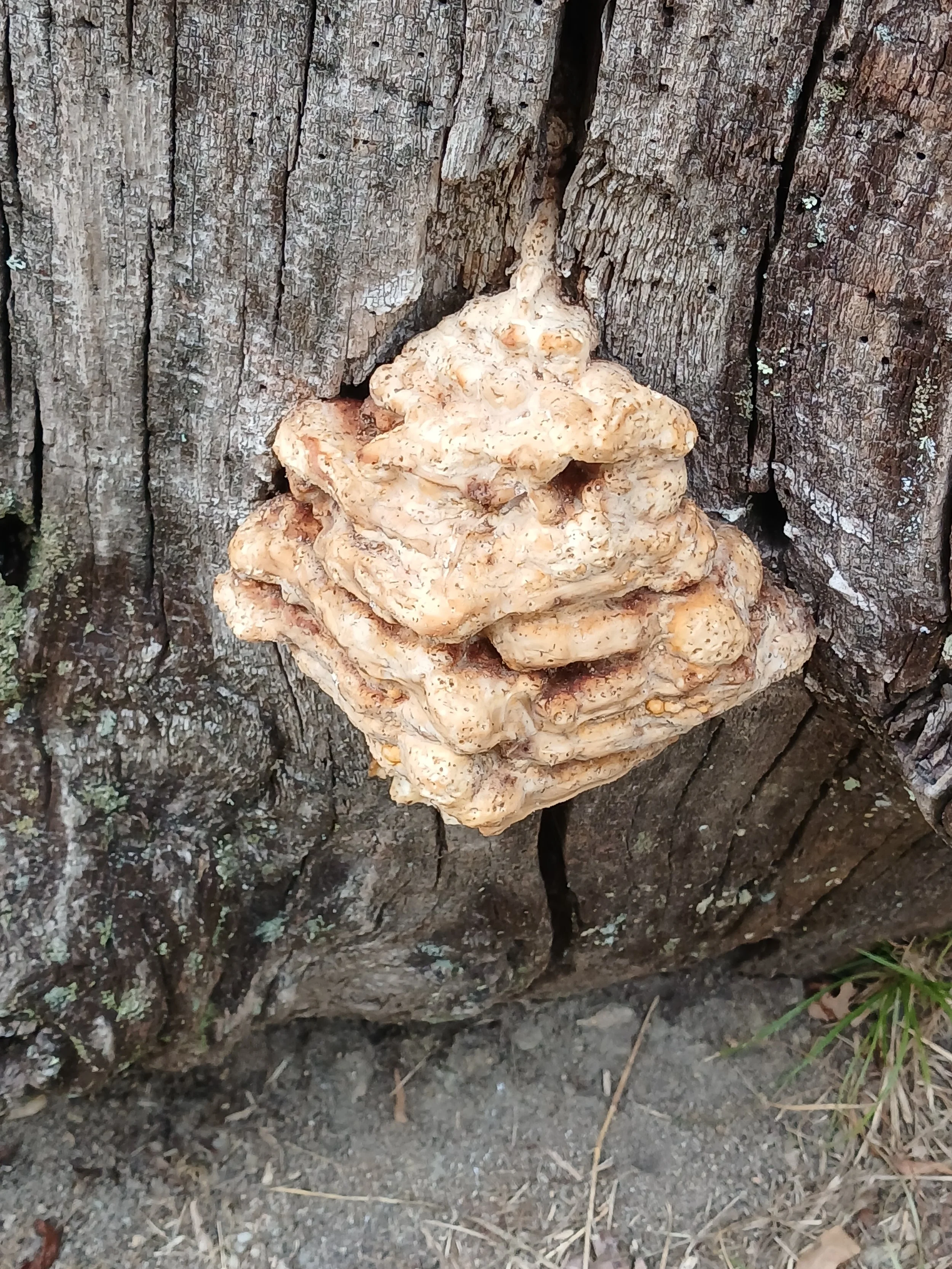 Atelier des vacances d'automne - Mission champignons ! (5 à 12 ans) 