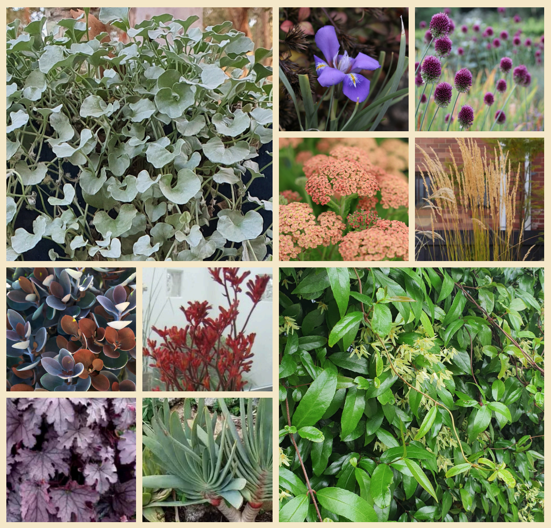 Plants including dichondra silver falls, yarrow, fan aloe and gum vine.
