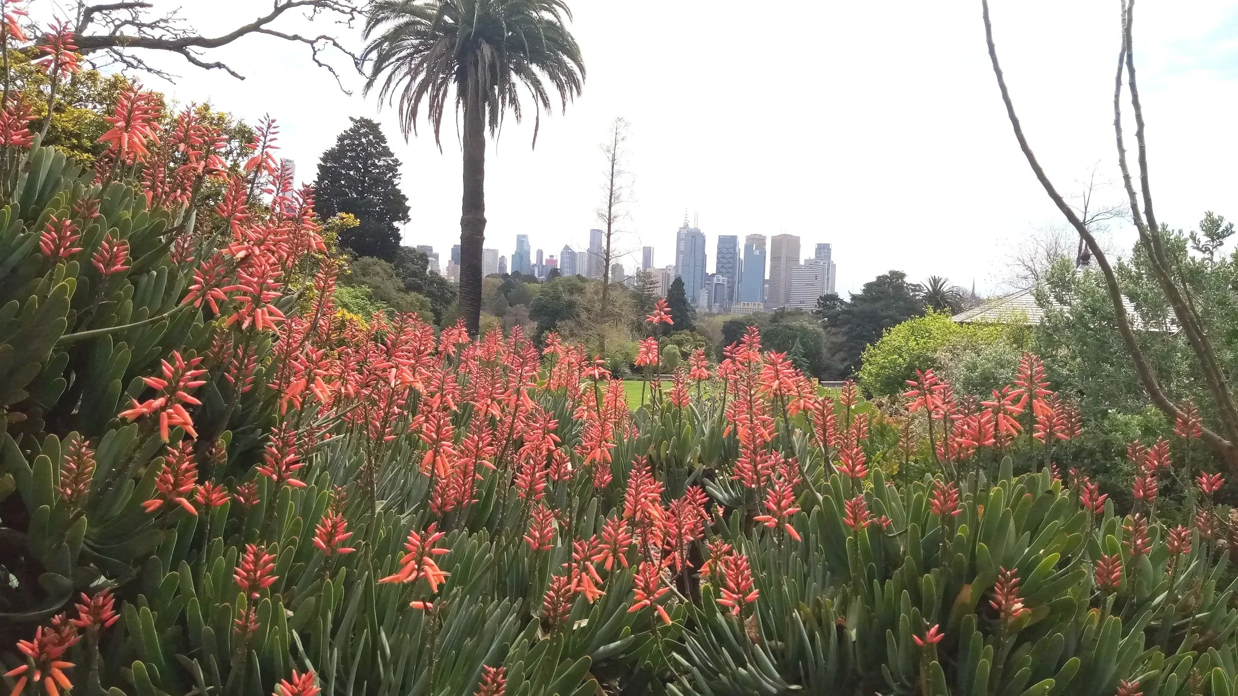 A large group of grey-green succulents with orange-red flowers against the Melbourne skyline