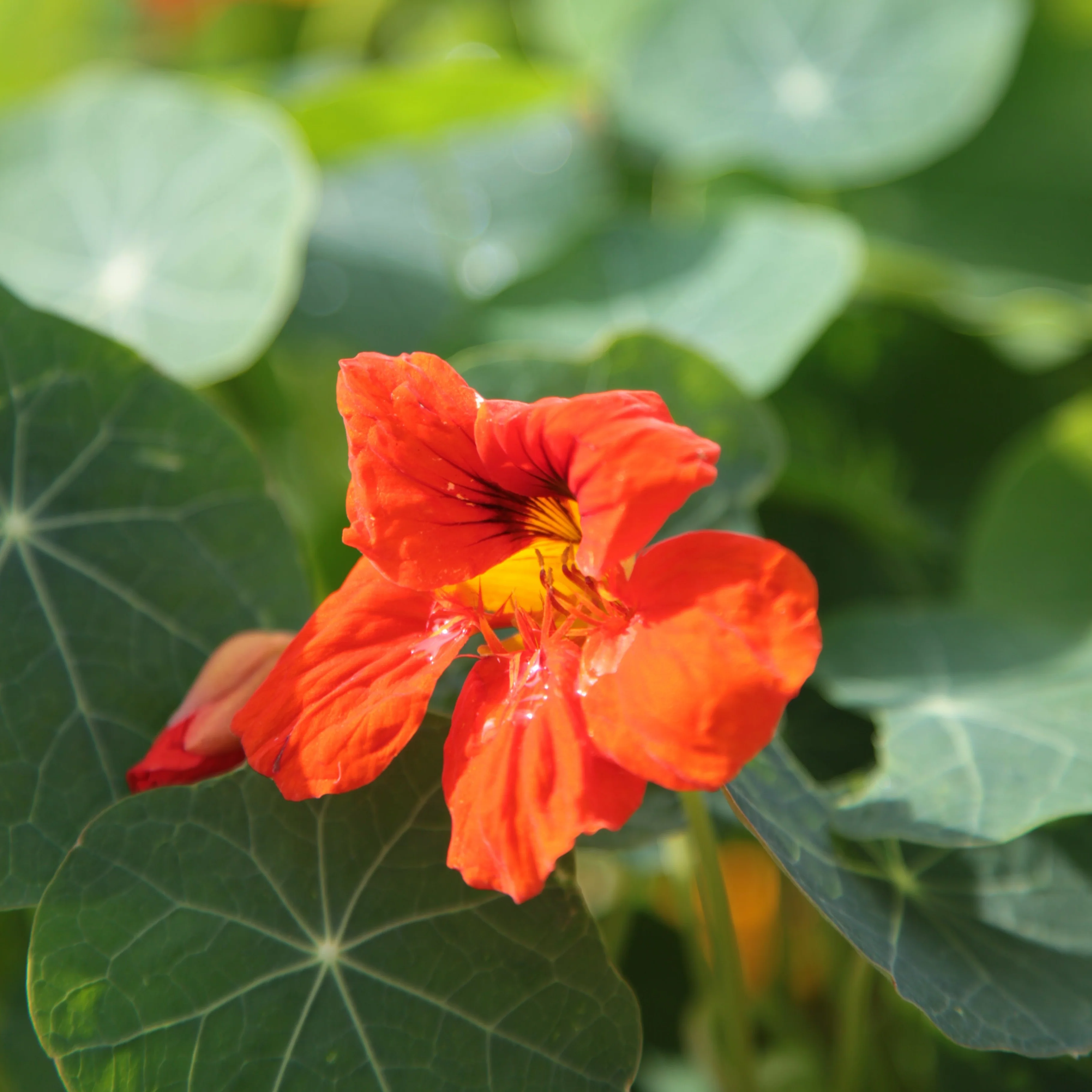 little-veggie-patch-co-seed-nasturtium-3.png