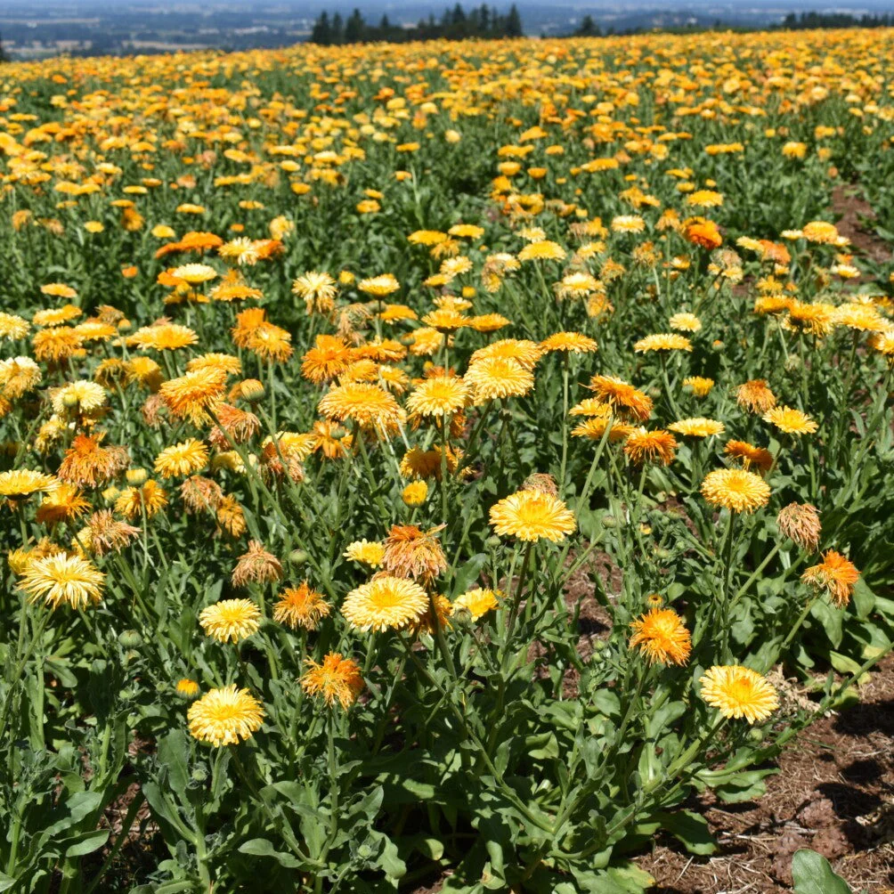 little-veggie-patch-co-seed-calendula-2.png