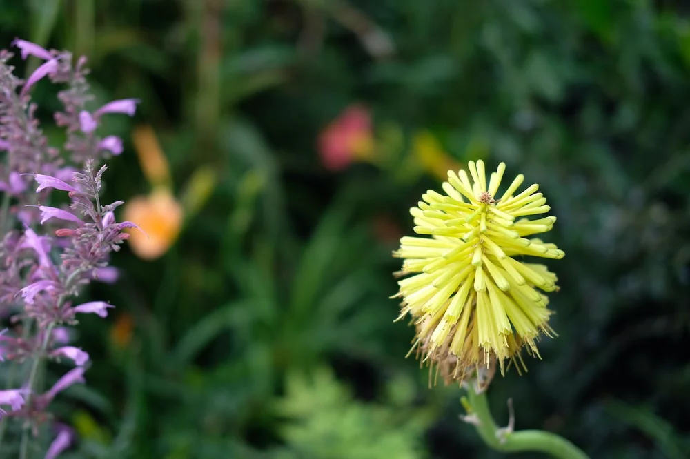Kniphofia in Brent Reid's garden