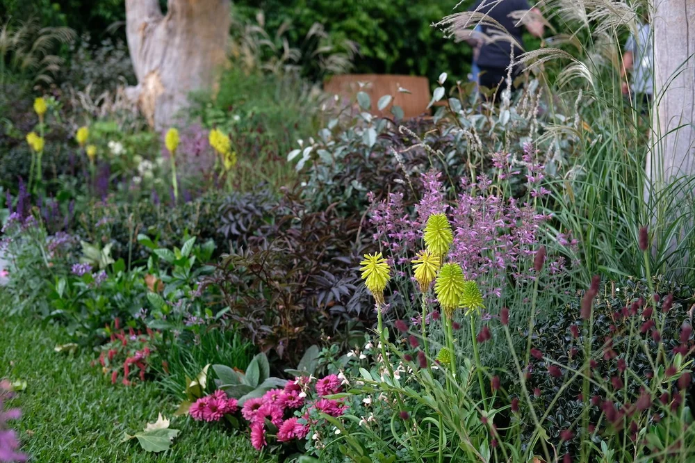 Kniphofia in Brent Reid's garden