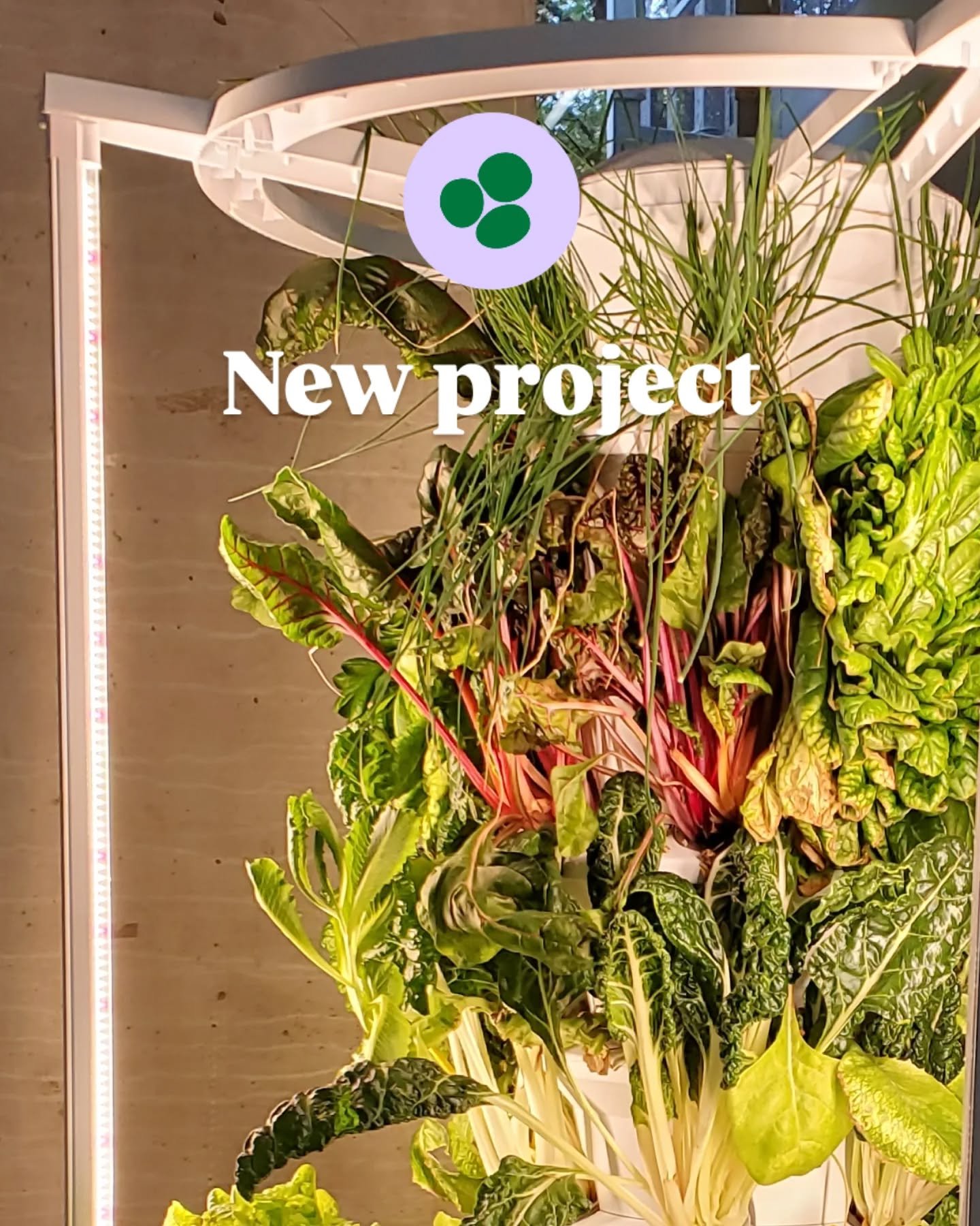 Excited to refresh these @air.garden towers for an installation at @unimelb for the @wattlefellowship Spotlight events and Unconventional with Purpose Conference in June 🌼

#Aeroponics #EdibleGarden #SmallSpaceGardening #GardenDesign #PlantInstallat