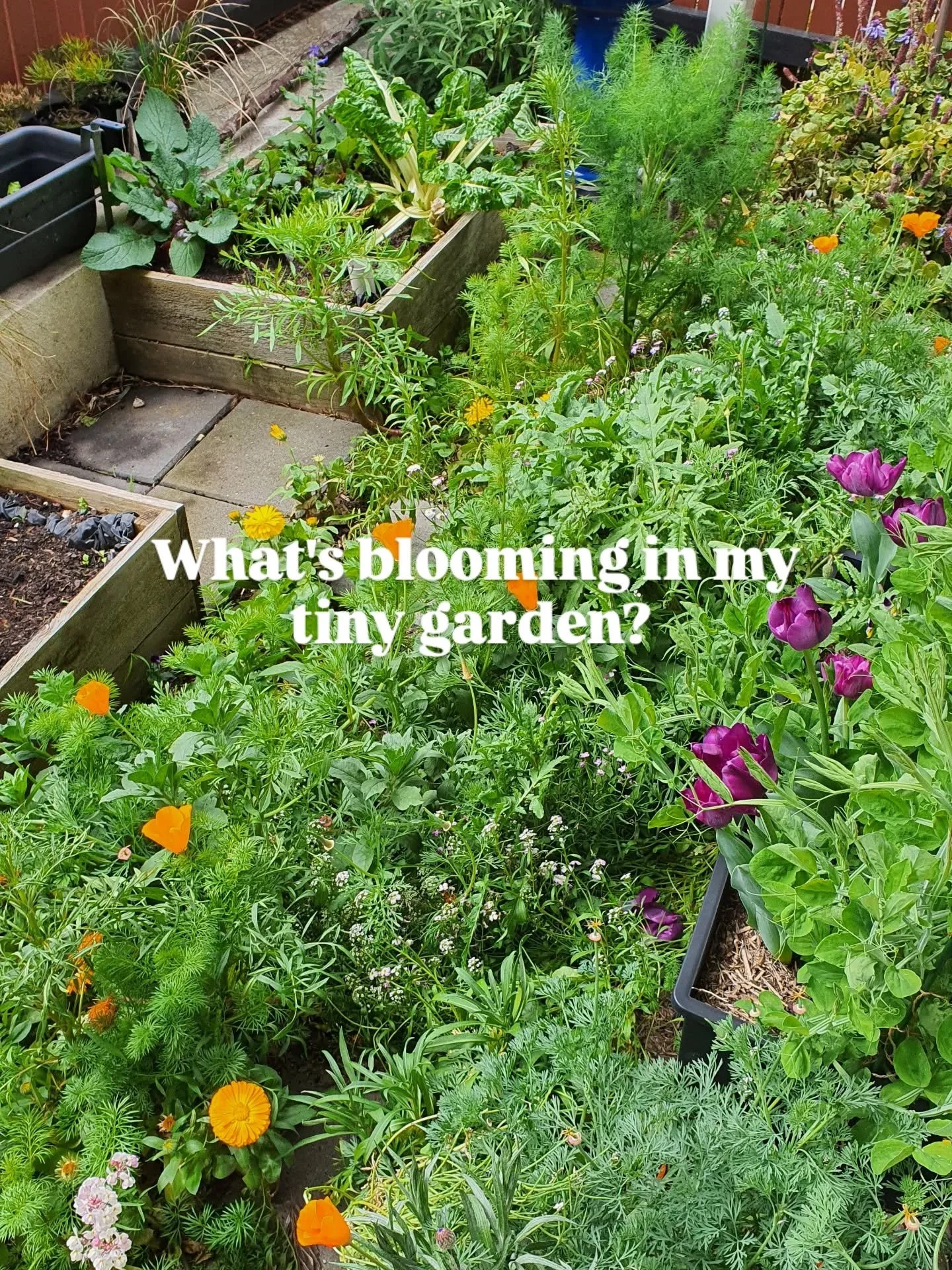 The colours just keep coming in my mini meadow and balcony containers! Yellow and orange calendulas, deep magenta tulips, electric blue cornflowers, pastel toadflax and creamy daffodils.

🌼 Wildflower seeds from @meadowflowers_australia
🌷Bulbs from