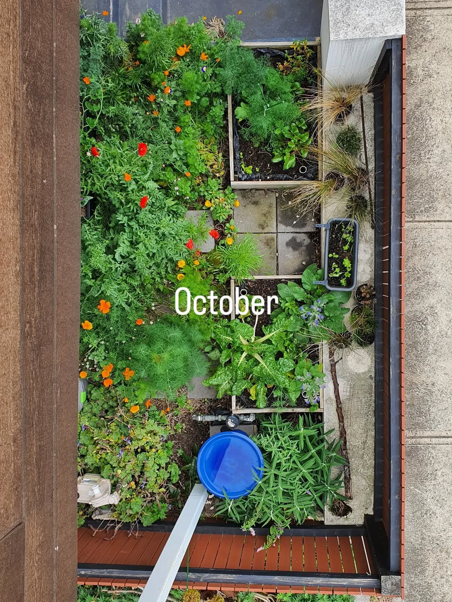 In the last 7 months, my tiny front garden has come alive with colour and life!

I'm currently planning my summer veg and can't wait to get started in the raised beds (I imagine whoever installed them here did so for access to rainwater, but it means