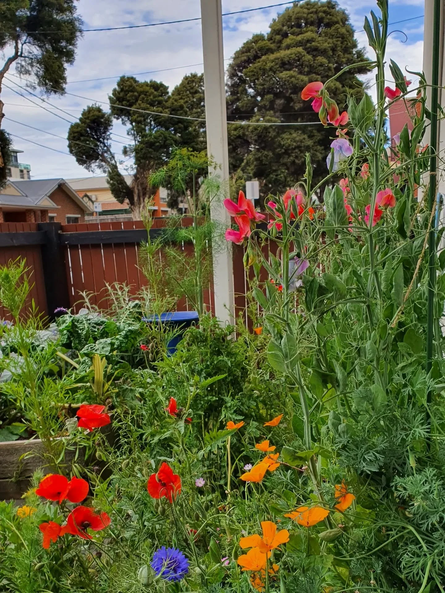 Still enthralled by my mini meadow! So much colour and the sweet peas smell divine 🌼

#MiniMeadow #SmallSpaceGardening #SmallGarden #SmallGardenDesign #PrestonGarden #MelbourneGarden