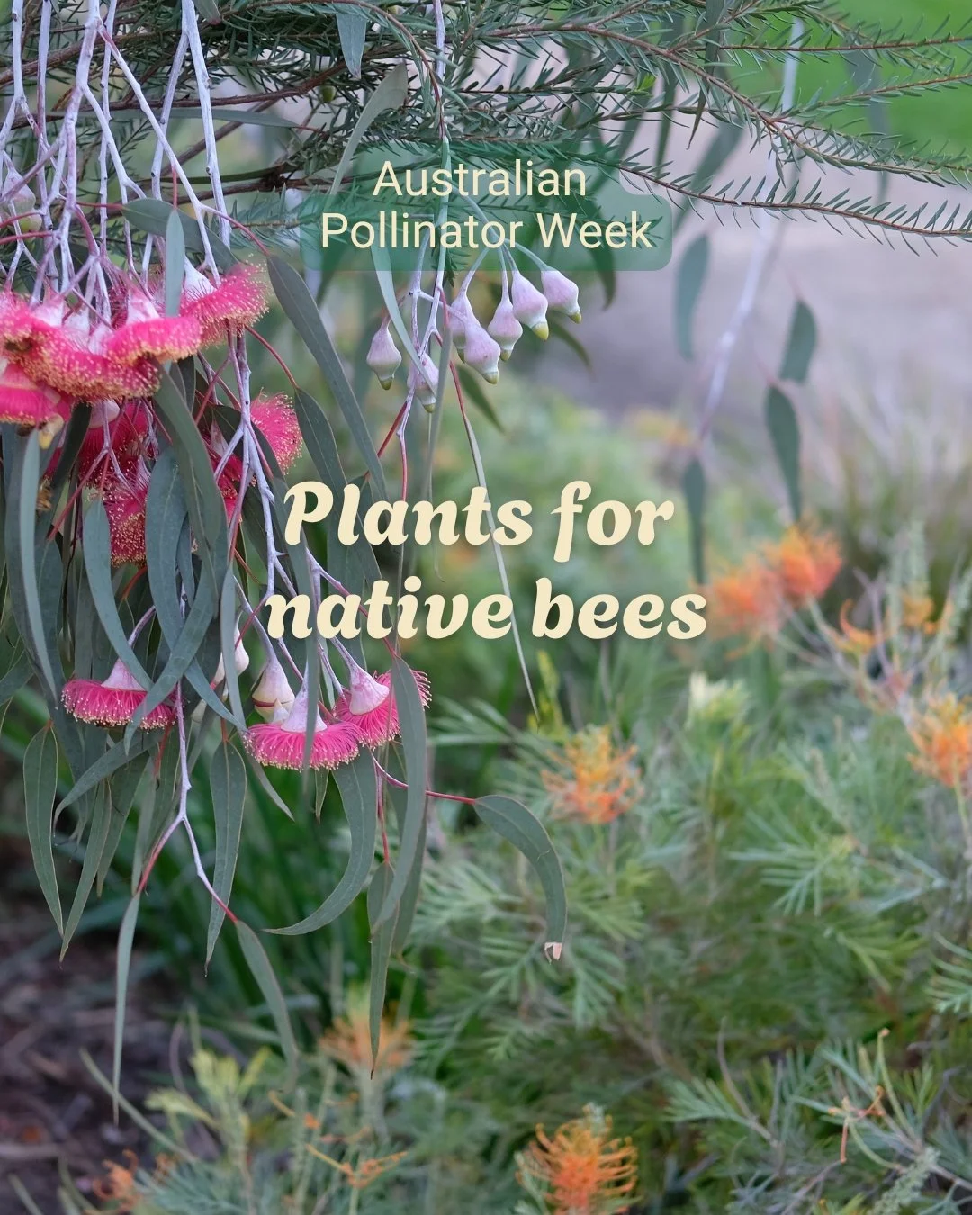 🐝 It's Australian Pollinator Week! This week is a chance to celebrate and learn about our important pollinators, including native bees, butterflies, beetles, birds and bats.

Here are some of my favourite native and exotic plants for native bees. Be