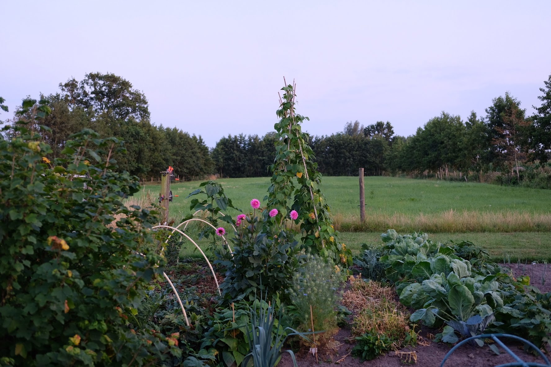 On a teepee at a community garden in the Netherlands