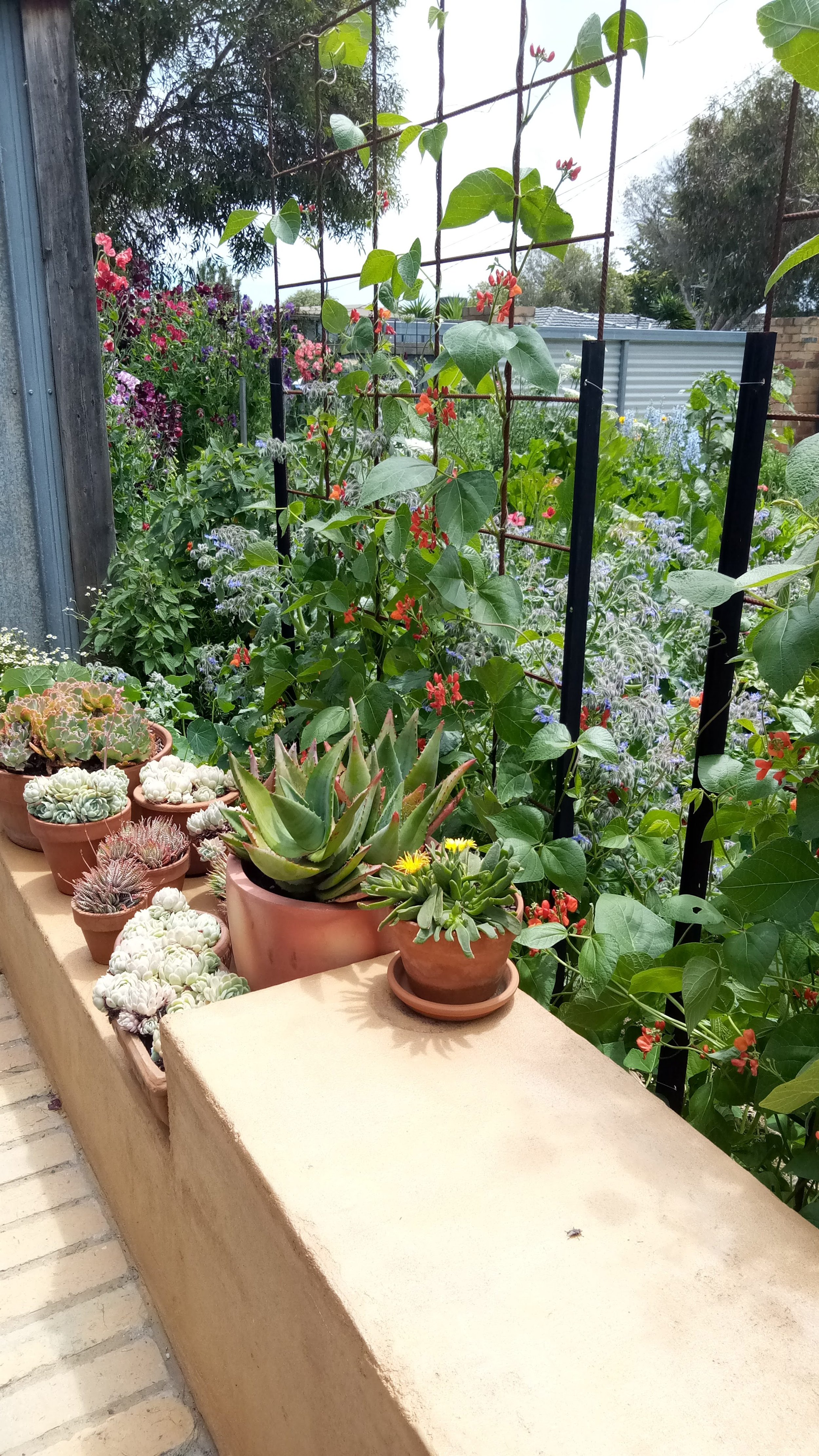 Growing up a reo mesh trellis at Jac Semmler's garden