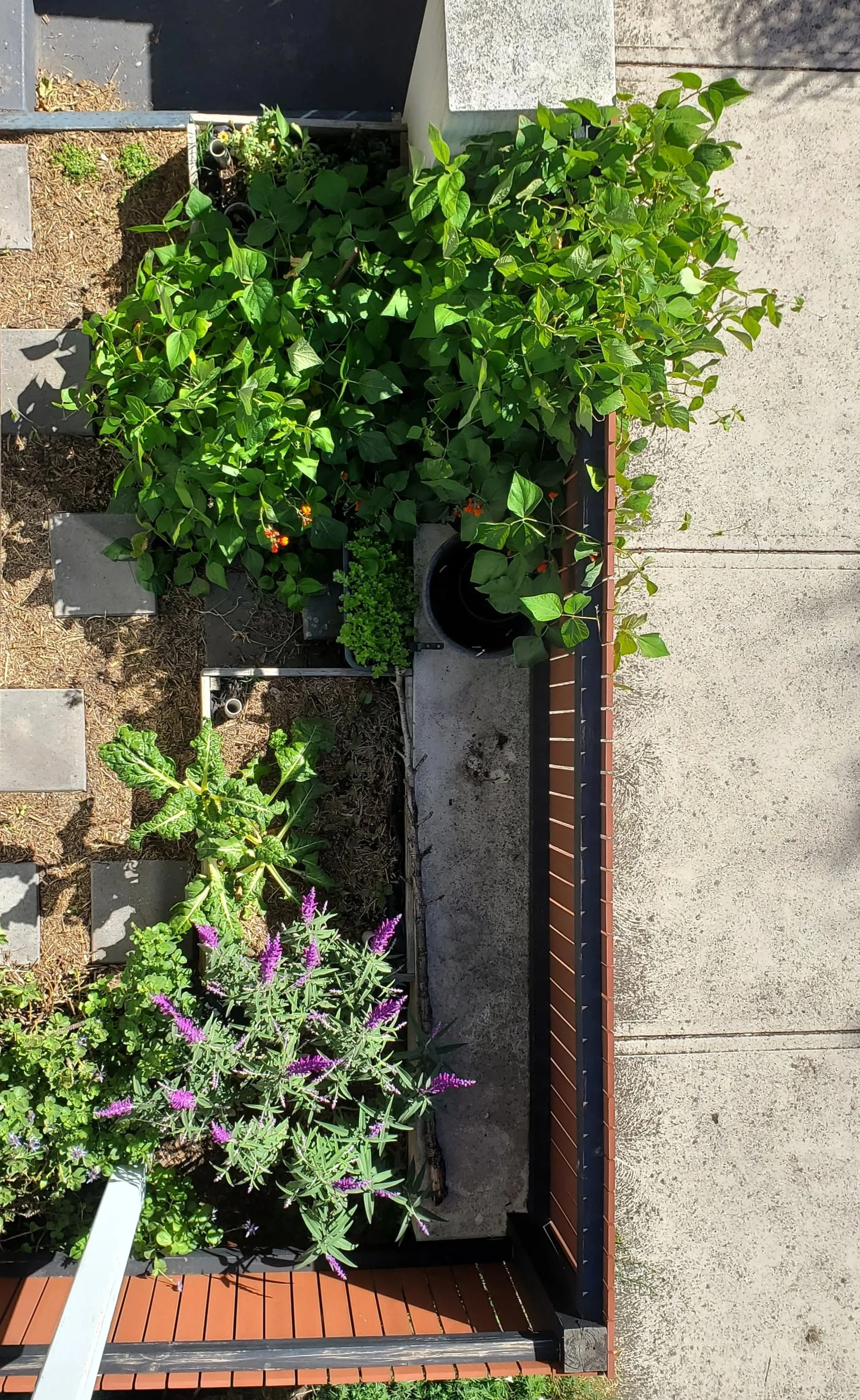 Growing along my front fence