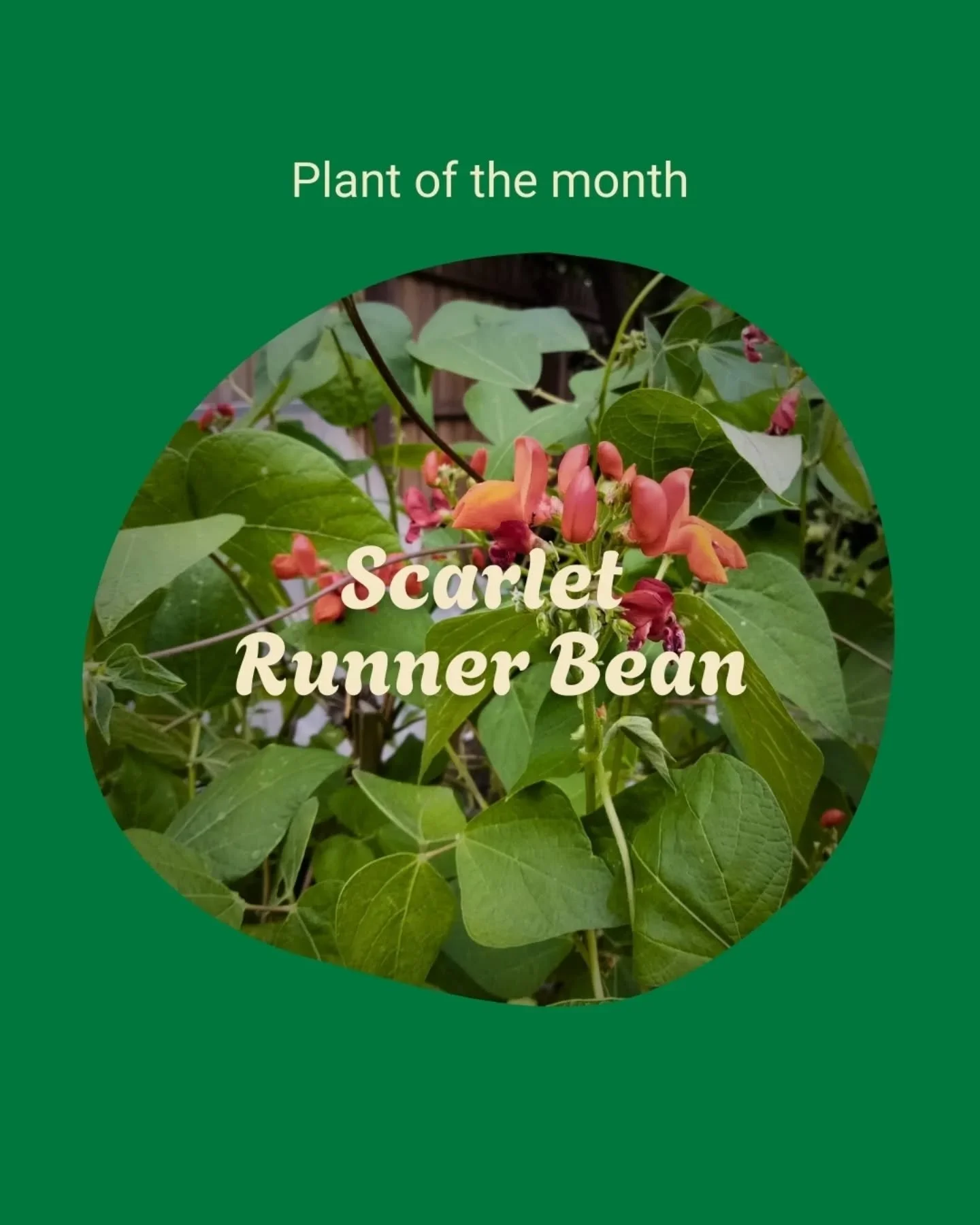 Plant of the month: Scarlet runner beans

Scarlet runner beans (Phaseolus coccineus) are, in my opinion, the quintessential ornamental edible plant. They quickly cover a trellis or fence, put on a show of bright red flowers, and reward you with nutri