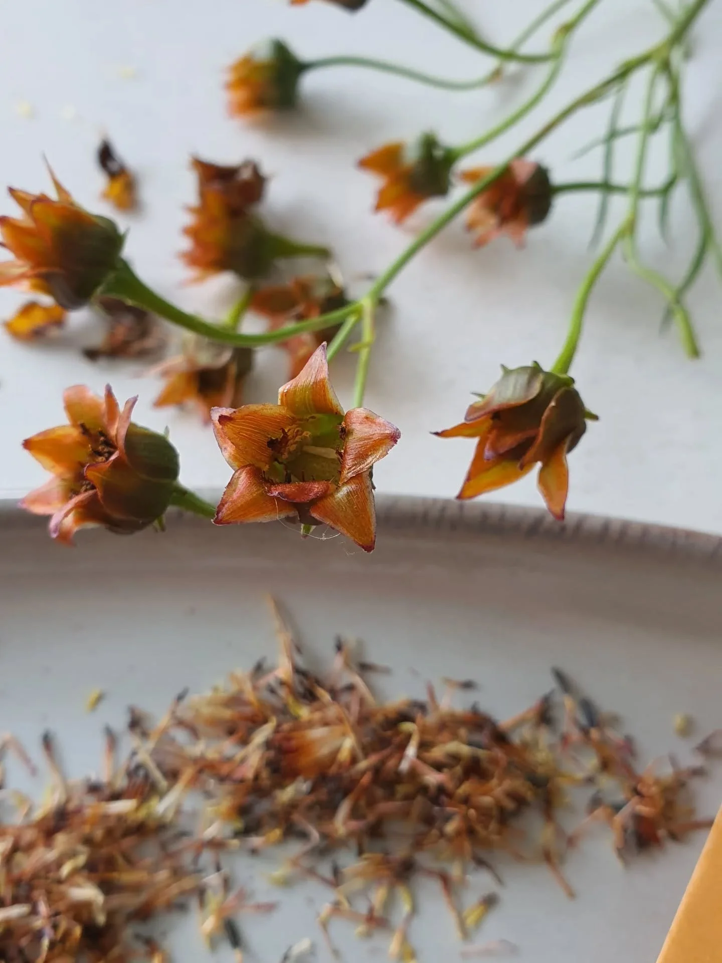 Today as I saved seeds from my mini meadow, I reflected on how privileged I am to have seeds to save, and somewhere to store them safely til next season. 

Fresh in my mind after attending the Seeds for a Just Peace campaign launch, I thought of the 