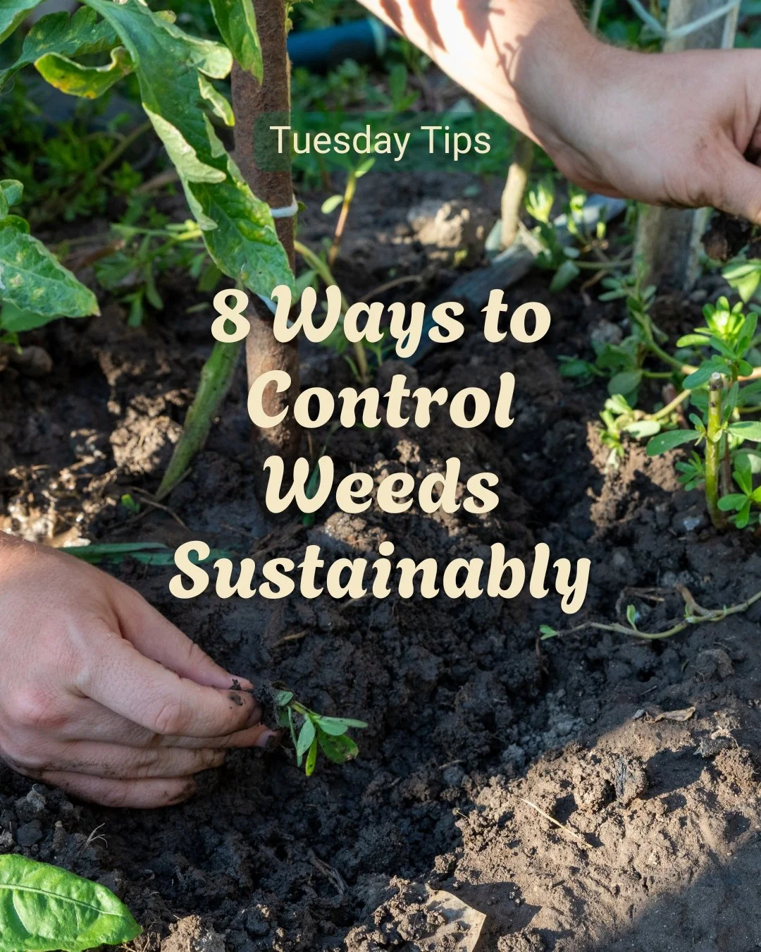 The days of reaching for a chemical spray every time a weed pops up are thankfully fading. We now know the damage those products can cause to fauna, our soil and our waterways. 

So, what&rsquo;s the alternative? Hand-weeding is a great start, and I 