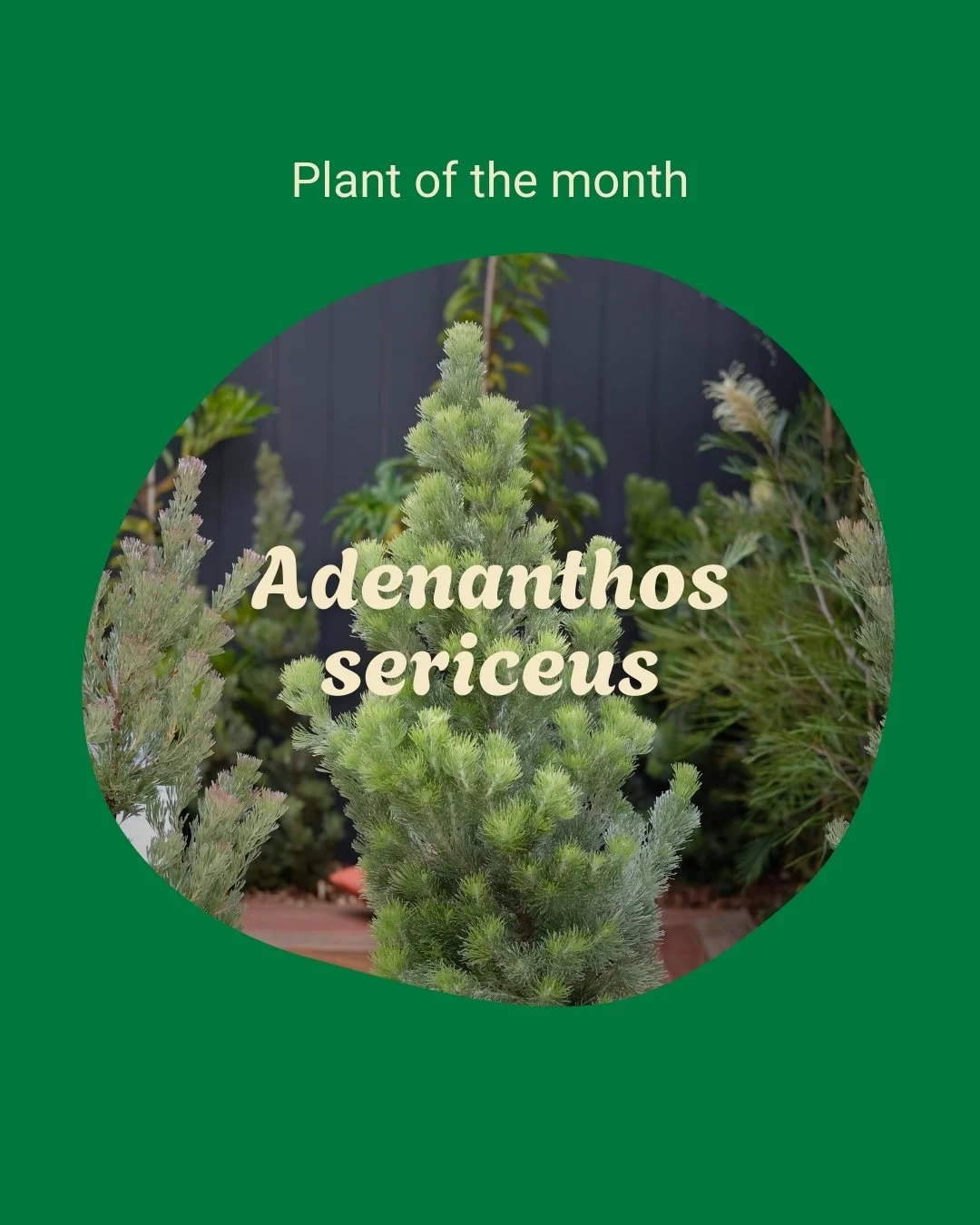 Plant of the month: Woolly Bush
Woolly bush is a wonderfully textural shrub that is a favourite of mine for sensory and children&rsquo;s gardens. It&rsquo;s soft needles and greyish-green foliage make it equally useful as a feature plant or to fade i