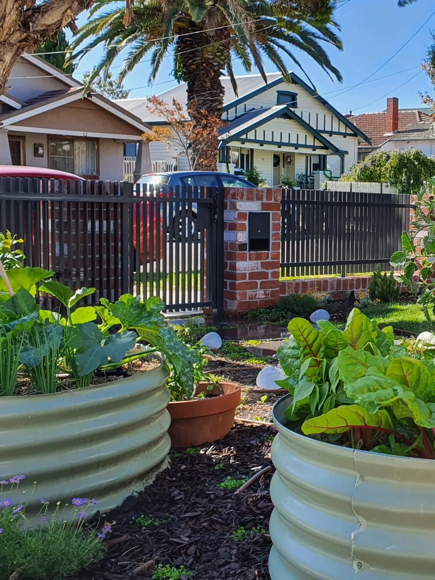 Last job of the year! A bit of maintenance at my Preston project where the raised vege beds are overflowing with abundance and the mini meadow has its first flower.

Wishing everyone a happy new year! I'm taking a little break until the 6th then stra
