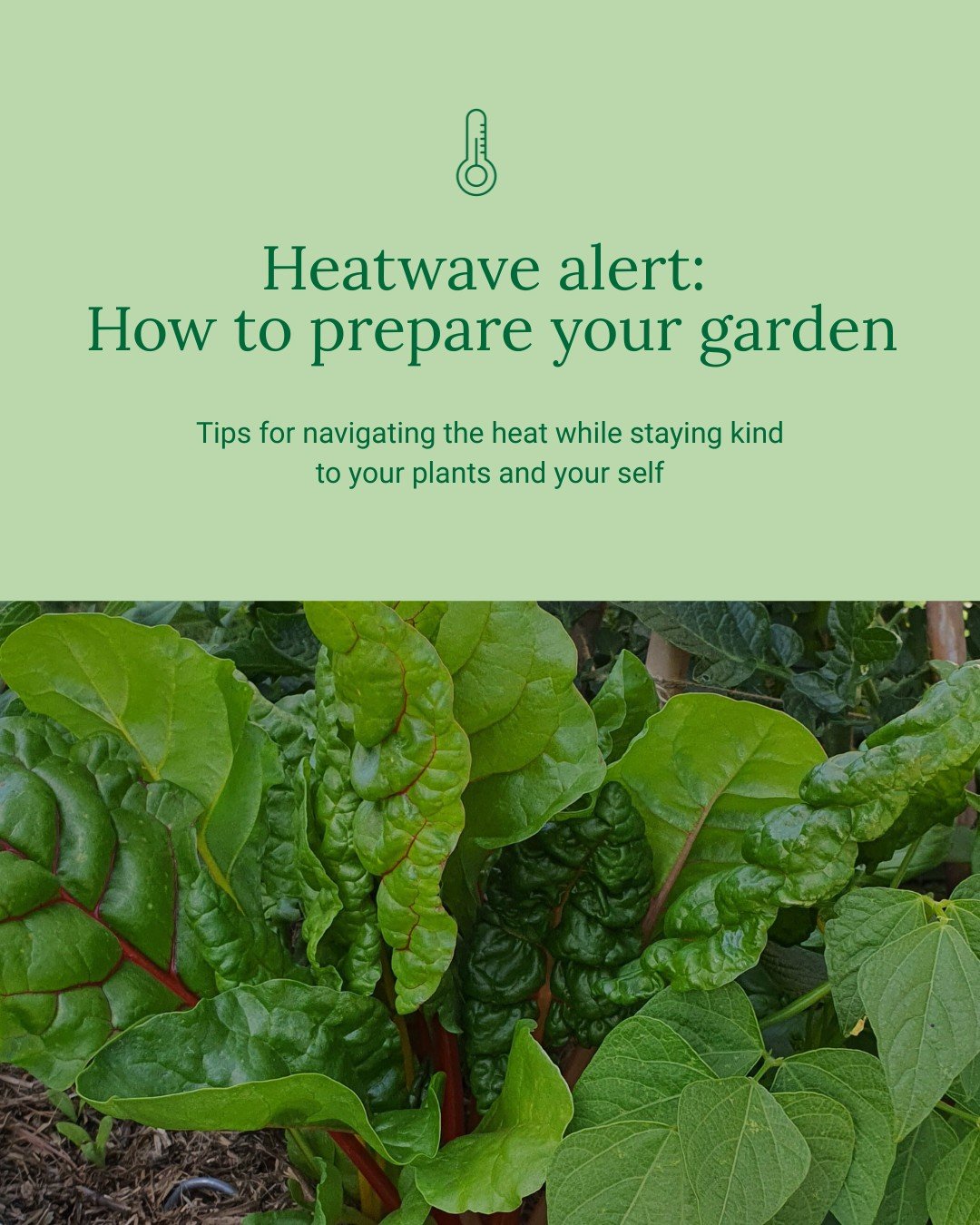 The heat at this time of year can be unbearable, both for us and our gardens. While the climate crisis makes extreme weather feel daunting, there are ways we can support our plants, our wildlife and our selves through the peak of summer.

With more h