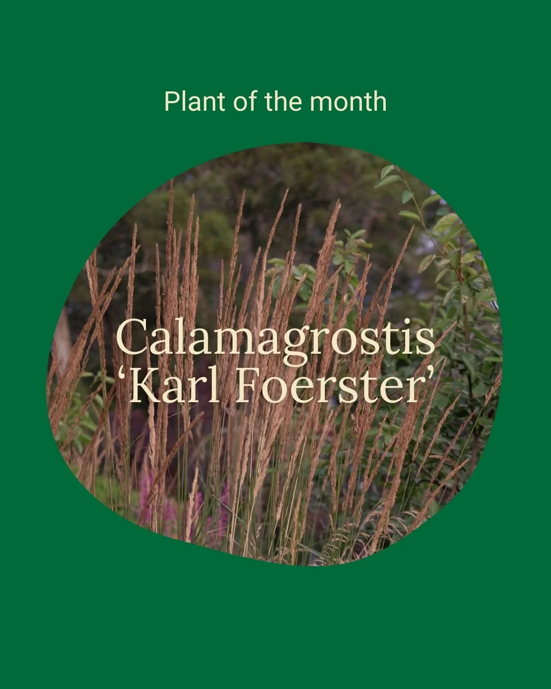 Plant of the month: Calamagrostis &lsquo;Karl Foerster&rsquo;

If you&rsquo;ve spent any time admiring contemporary landscape design, chances are you&rsquo;ve already encountered the upright silhouette of Calamagrostis &lsquo;Karl Foerster&rsquo;. I 