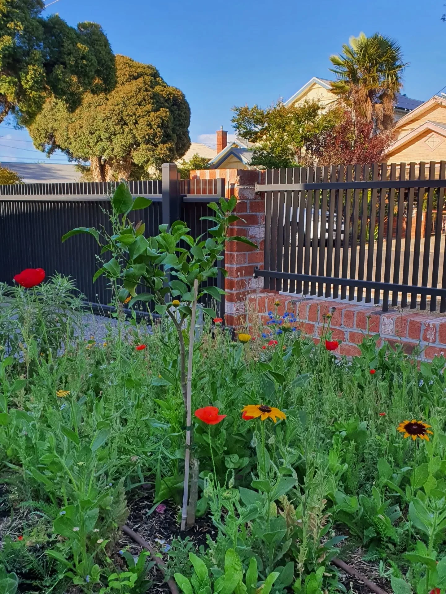 The mini meadow at our Preston project is blooming and the bees love it!

#MiniMeadow #SmallSpaceGardening #GardenDesign #PlantingDesign #Wildflowers 

@meadowflowers_australia