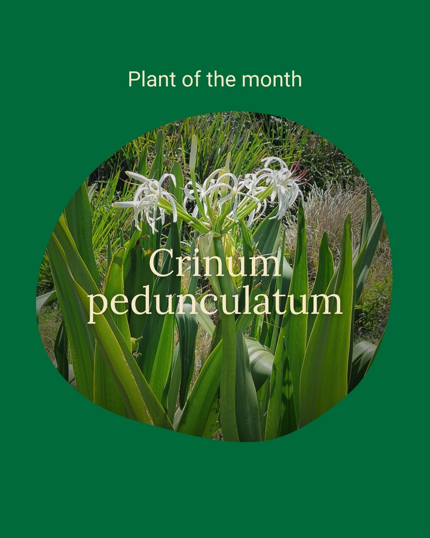 In the world of Australian native plants, few command attention quite like the Swamp Lily (Crinum pedunculatum). While its common name might suggest it is strictly for the boggy corners of the garden, this architectural plant is one of the most versa