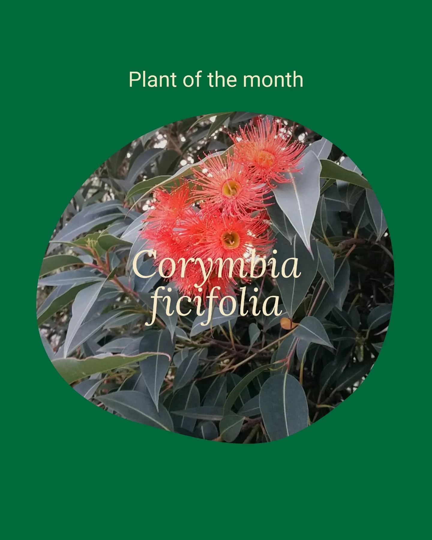 Plant of the month: Corymbia ficifolia

The Red Flowering Gum hails from a tiny corner of the south-west of Western Australia but has earned its place in gardens across the country. Unlike most other gums, it has a dense, rounded canopy and shorter s