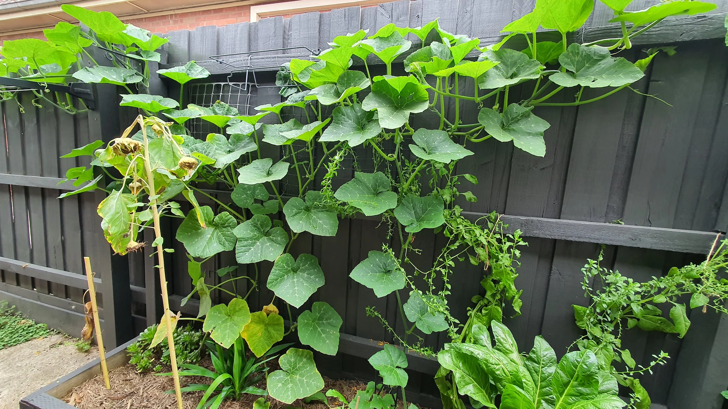 After: pumpkin climbing up the fence