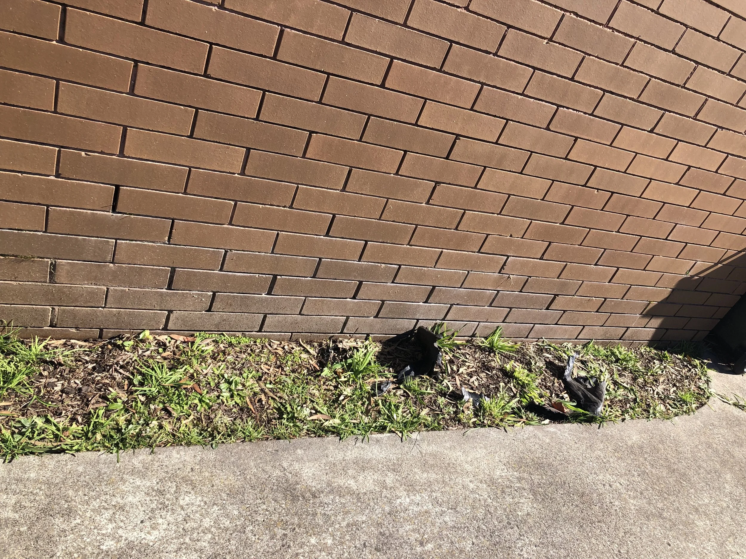 Before: a weedy west-facing garden