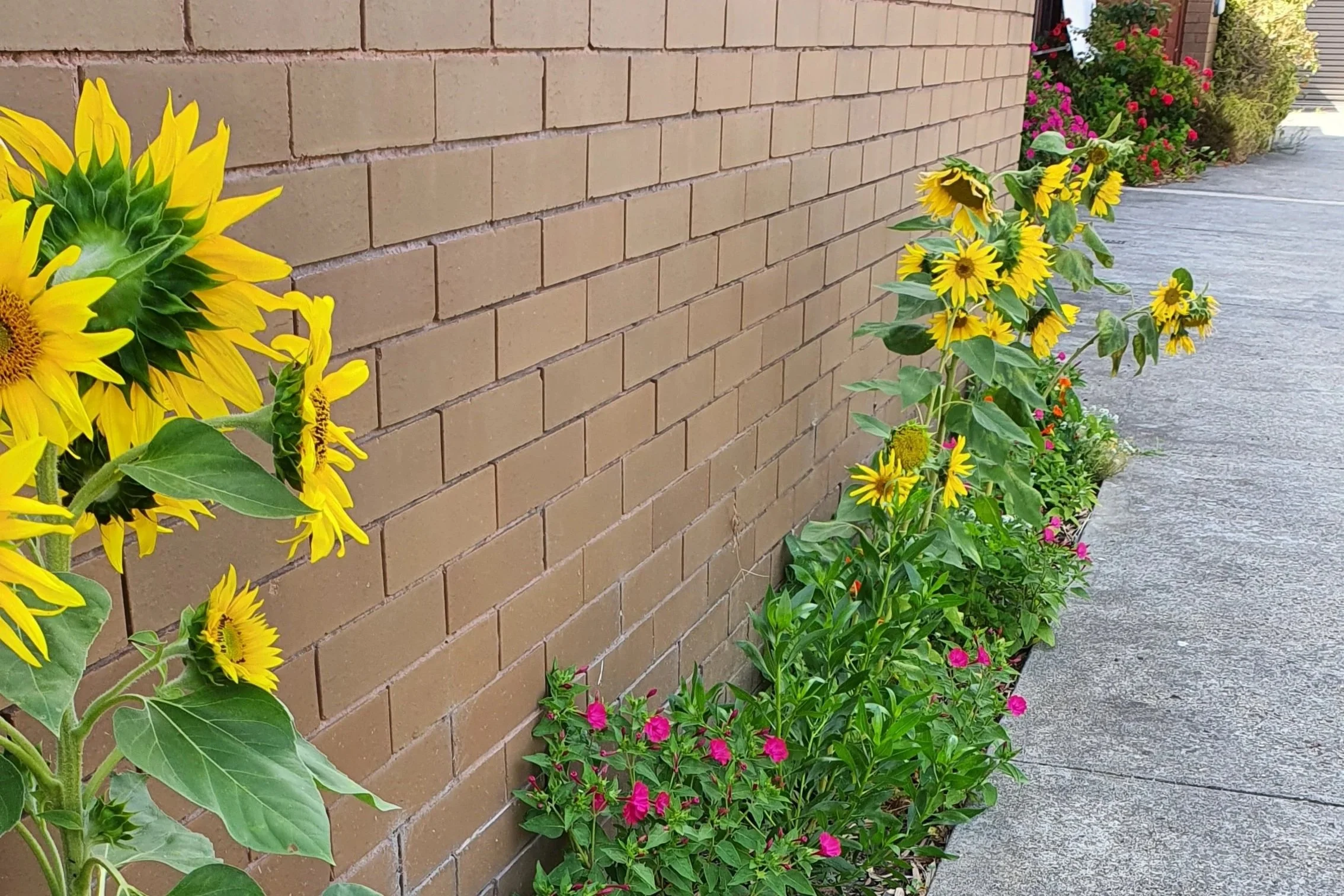 After: a colourful, welcoming patch