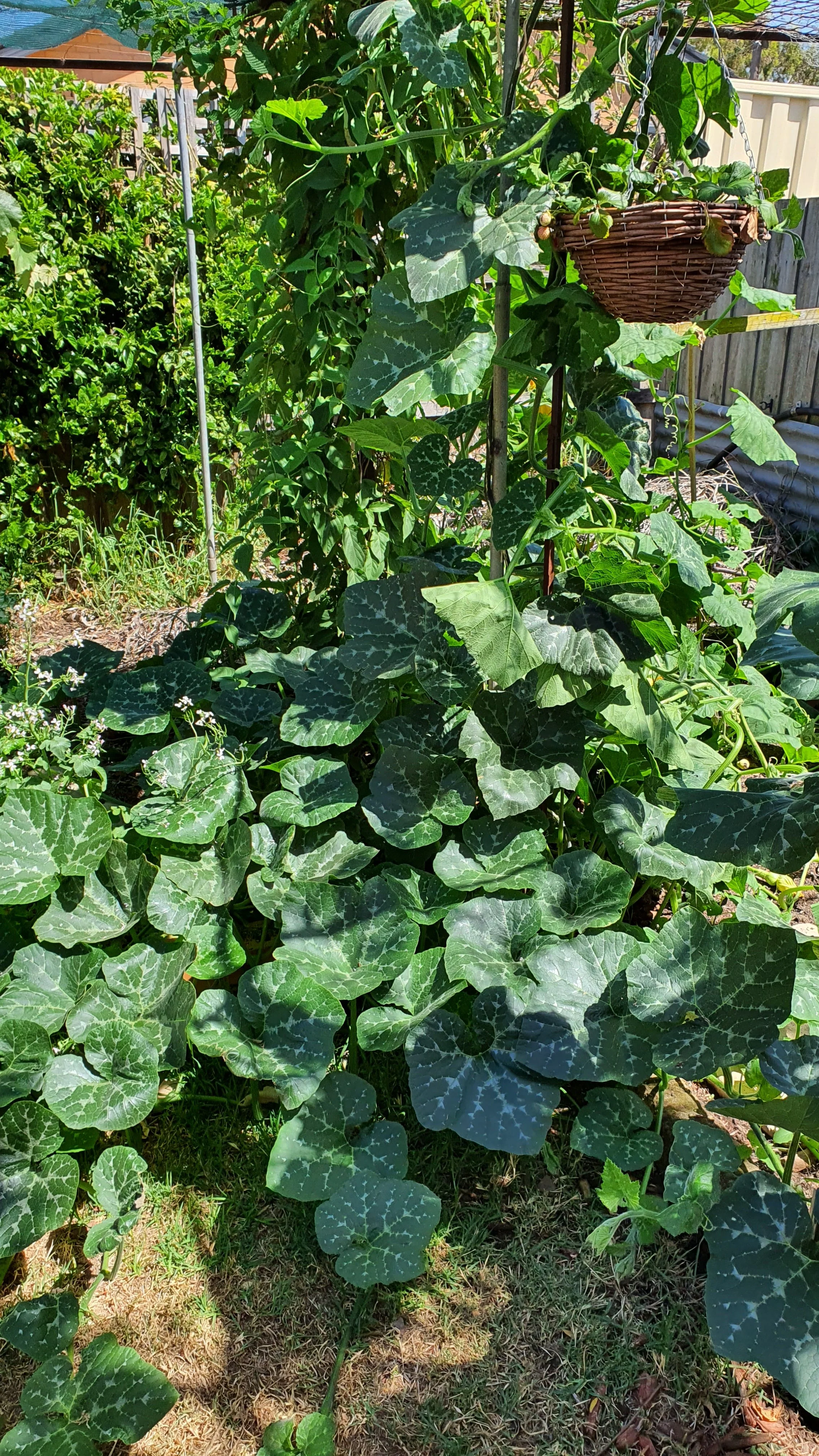 Pumpkin patch and strawberries