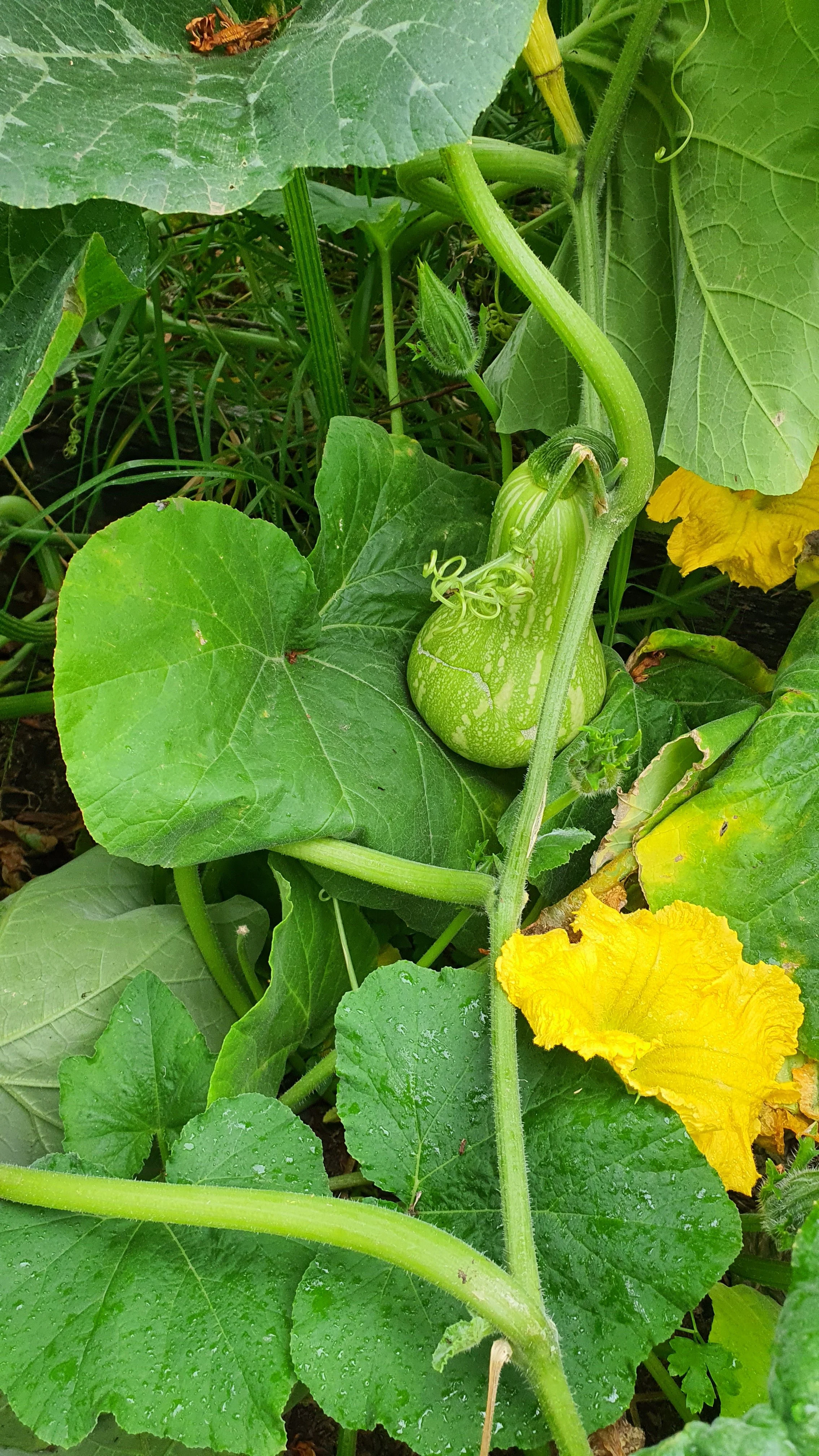 Ripening butternut