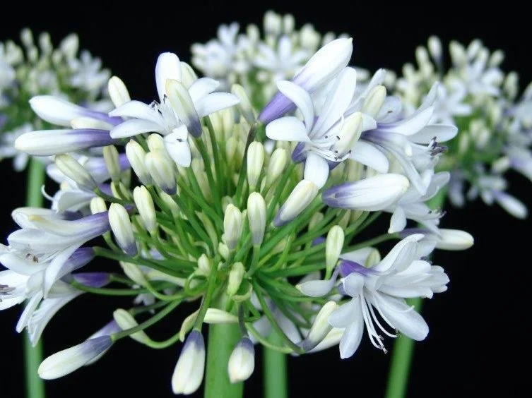 Agapanthus 'Cloudy Days'