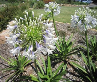Agapanthus 'Queen Mum'