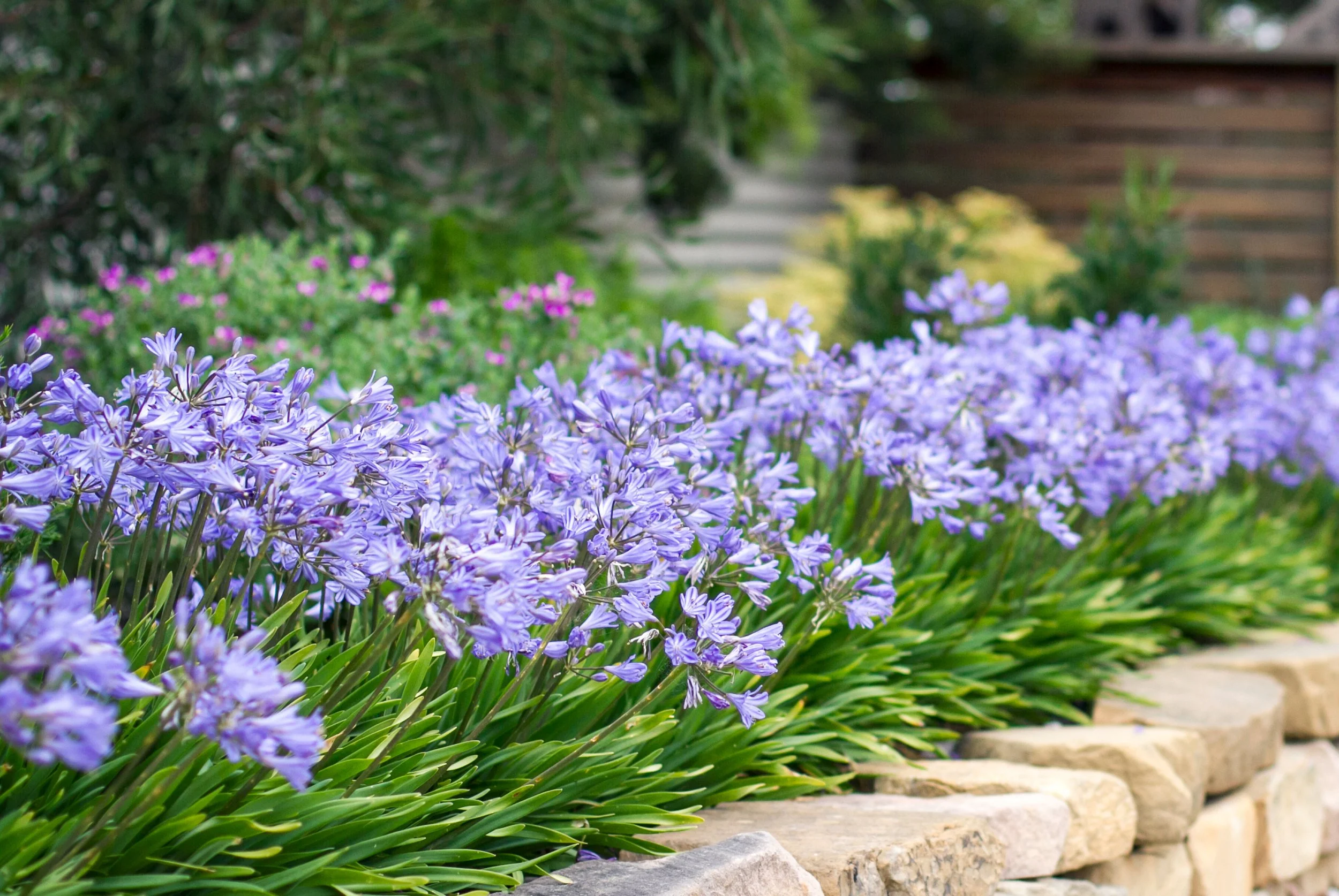 Agapanthus 'Baby Pete'
