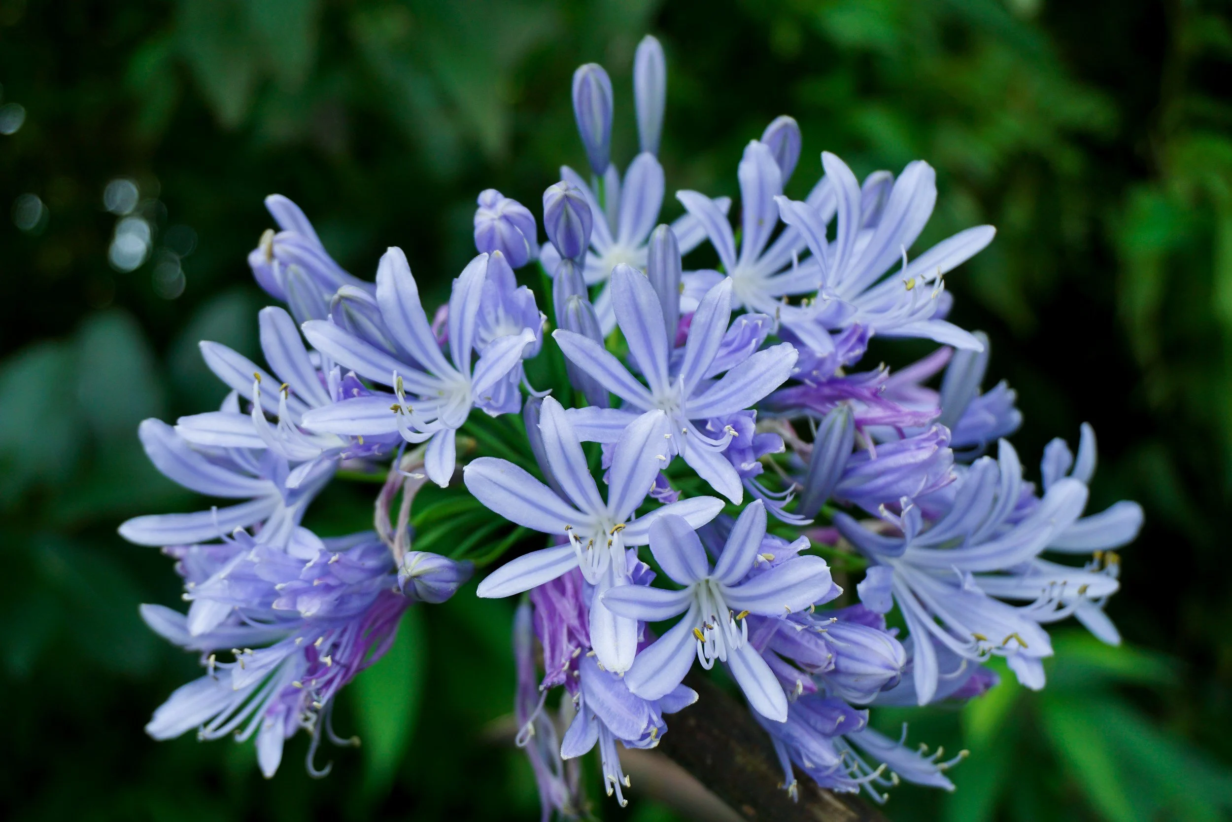 Plant of the month: Agapanthus cultivars