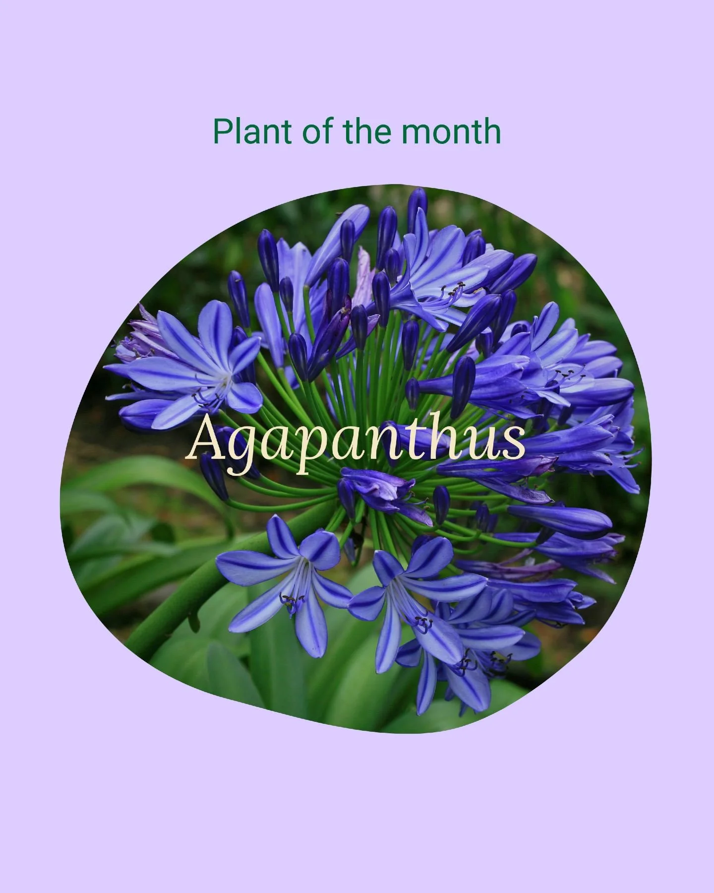 April Fools! We aren't actually suggesting you plant the weedy Agapanthus praecox that&rsquo;s taking over our beautiful bushland. 

But... we actually love a well-behaved sterile Agapanthus cultivar.

For a tricky, dry patch of soil or low maintenan