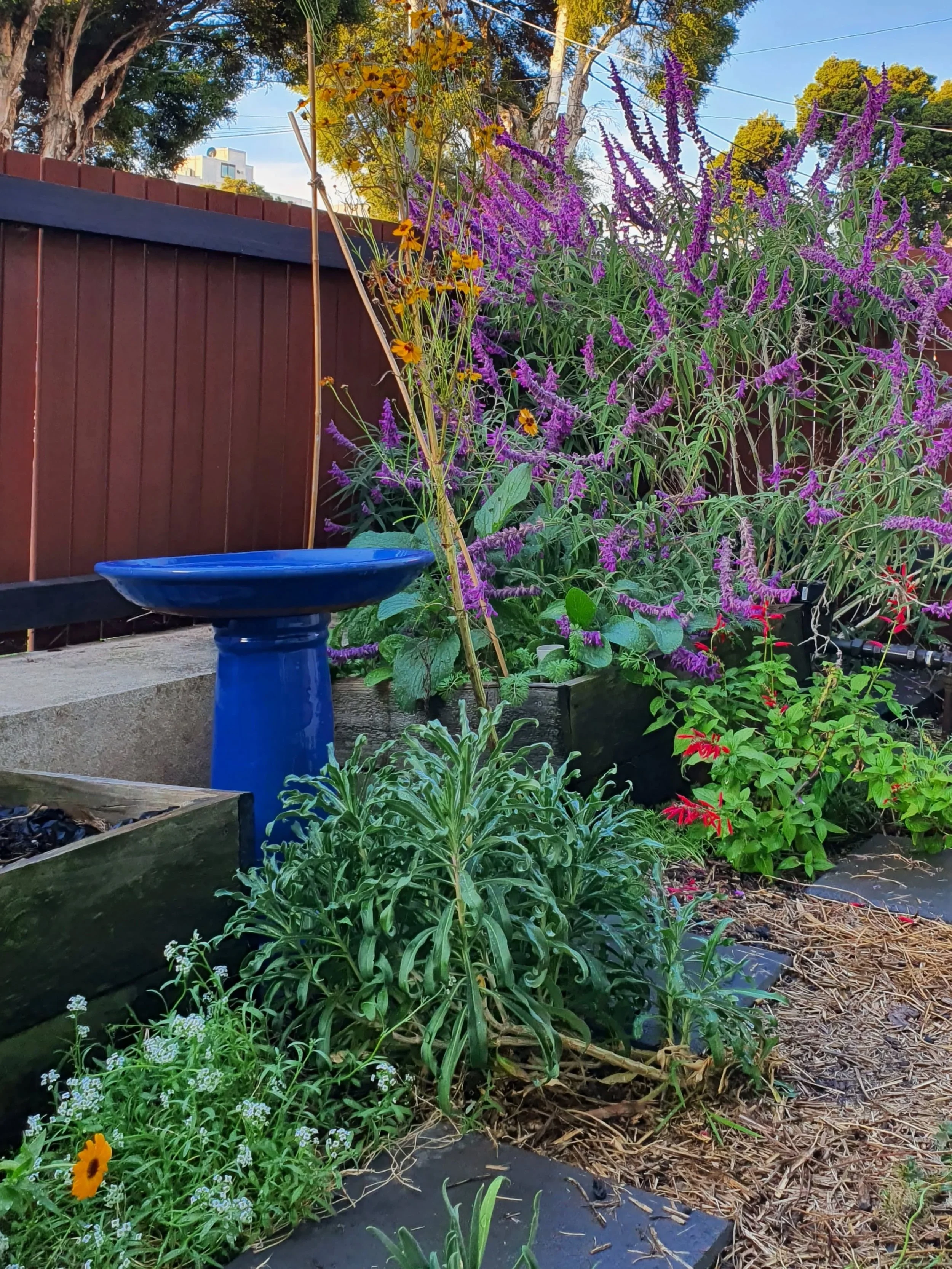 My little patch in the late afternoon autumn light 🍂 Salvias, Coreopsis tinctoria and birdbath providing colour while the mini meadow has dropped seed for the next generation.

I hadn't ventured into the wicking bed beneath the Salvia leucantha in a