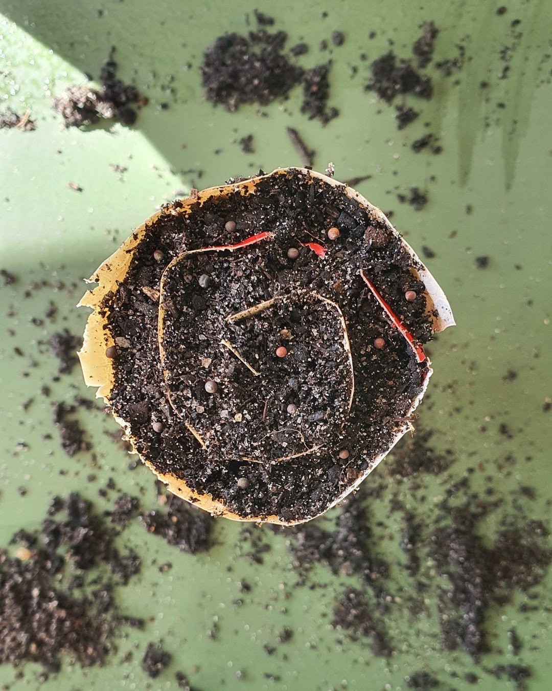 It's not too late to sow cool season crops, and this year I'm exclusively using seed snails. After trialling them last year, my co-gardening clients and I have found much better germination rates and root systems than sowed in punnets. They also take
