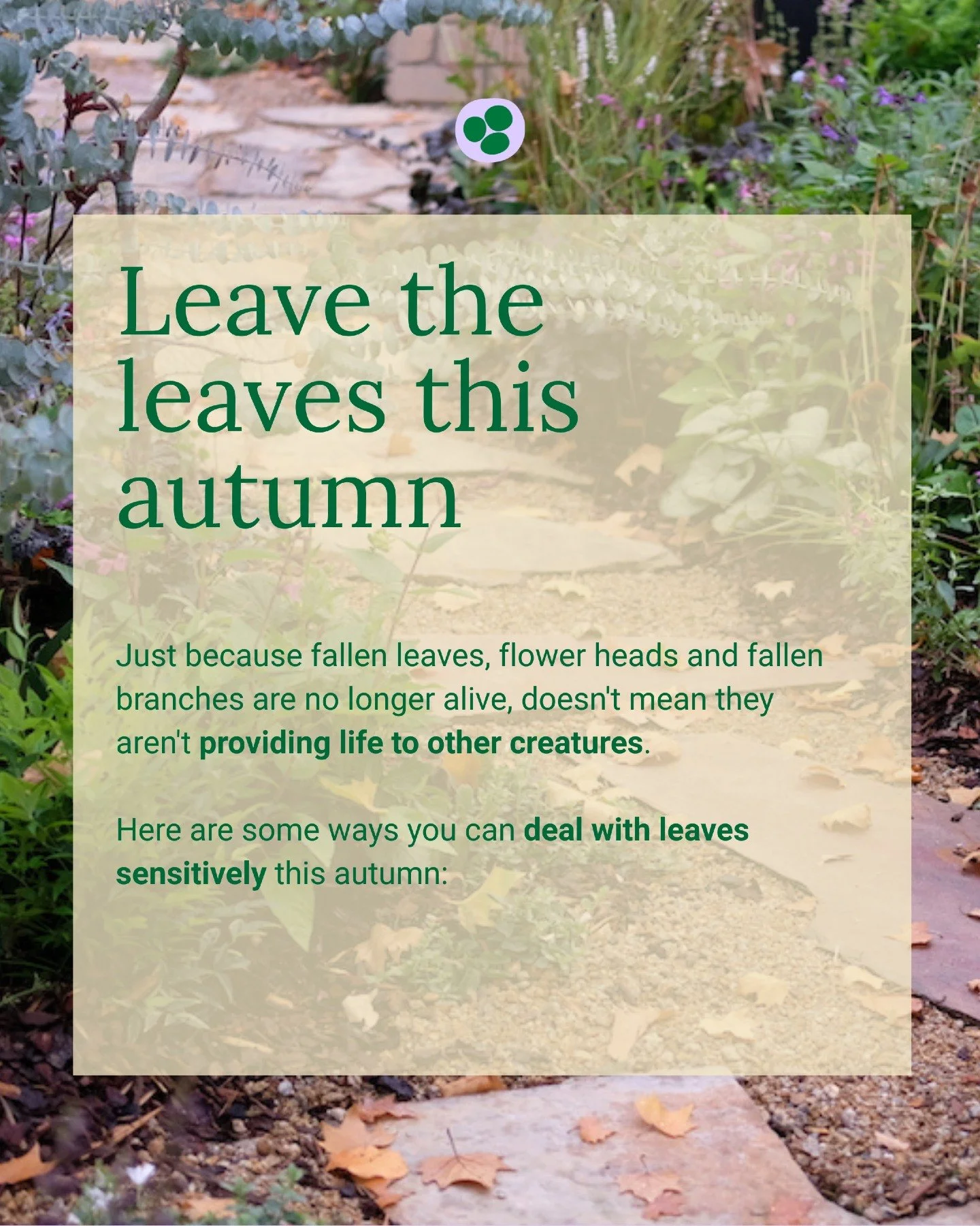The Leave the Leaves campaign was started in the northern hemisphere to bring awareness to the benefits of leaving fallen leaves in situ. Just because autumn leaves, flower heads and fallen branches are no longer alive, doesn't mean they aren't provi