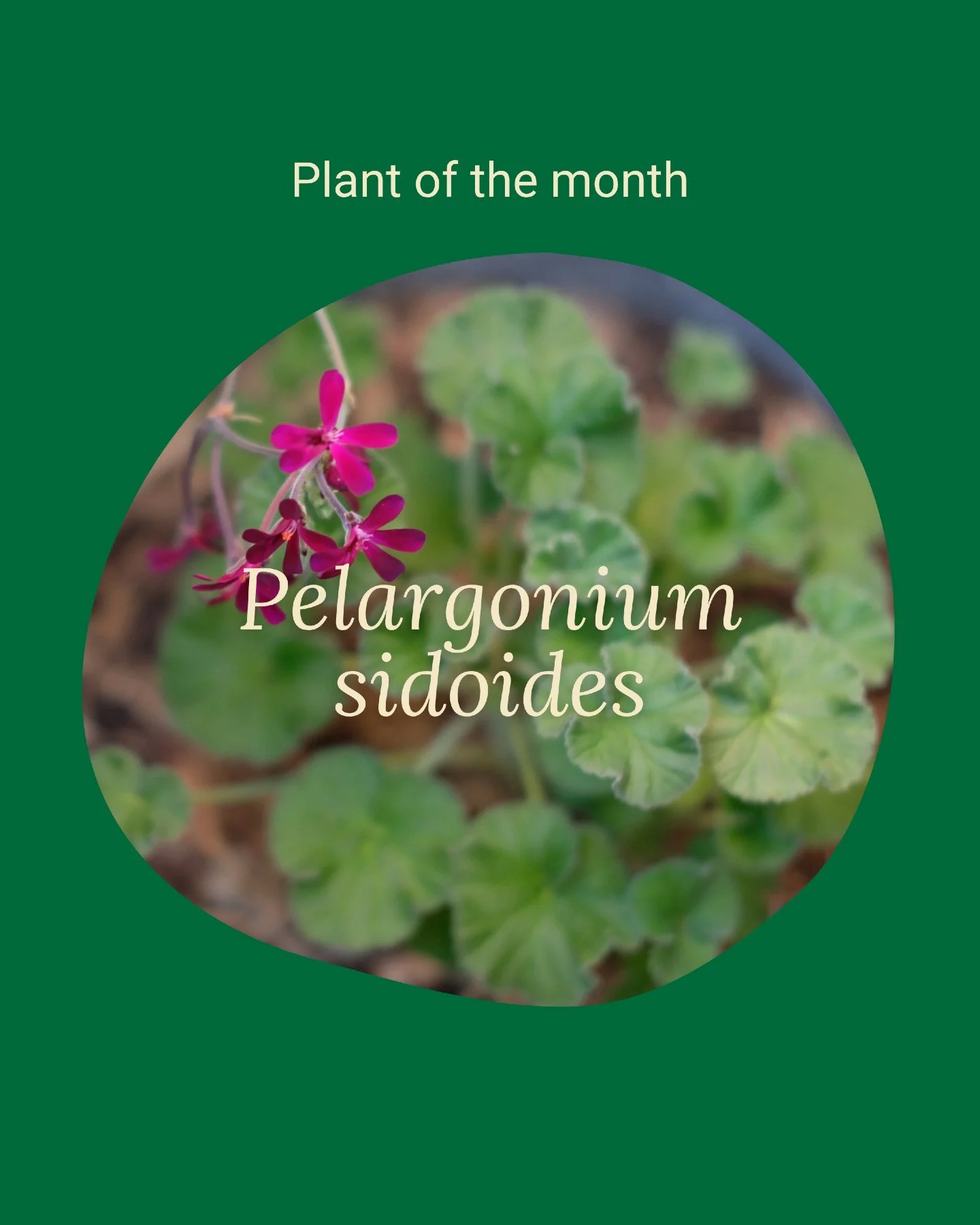 The African Geranium is a wonderful low-maintenance plant that offers year-round foliage interest with a pop of jewel-toned colour. 

The first time I saw this plant was upon entering the Burnley campus where it cascades down a rock garden. What drew
