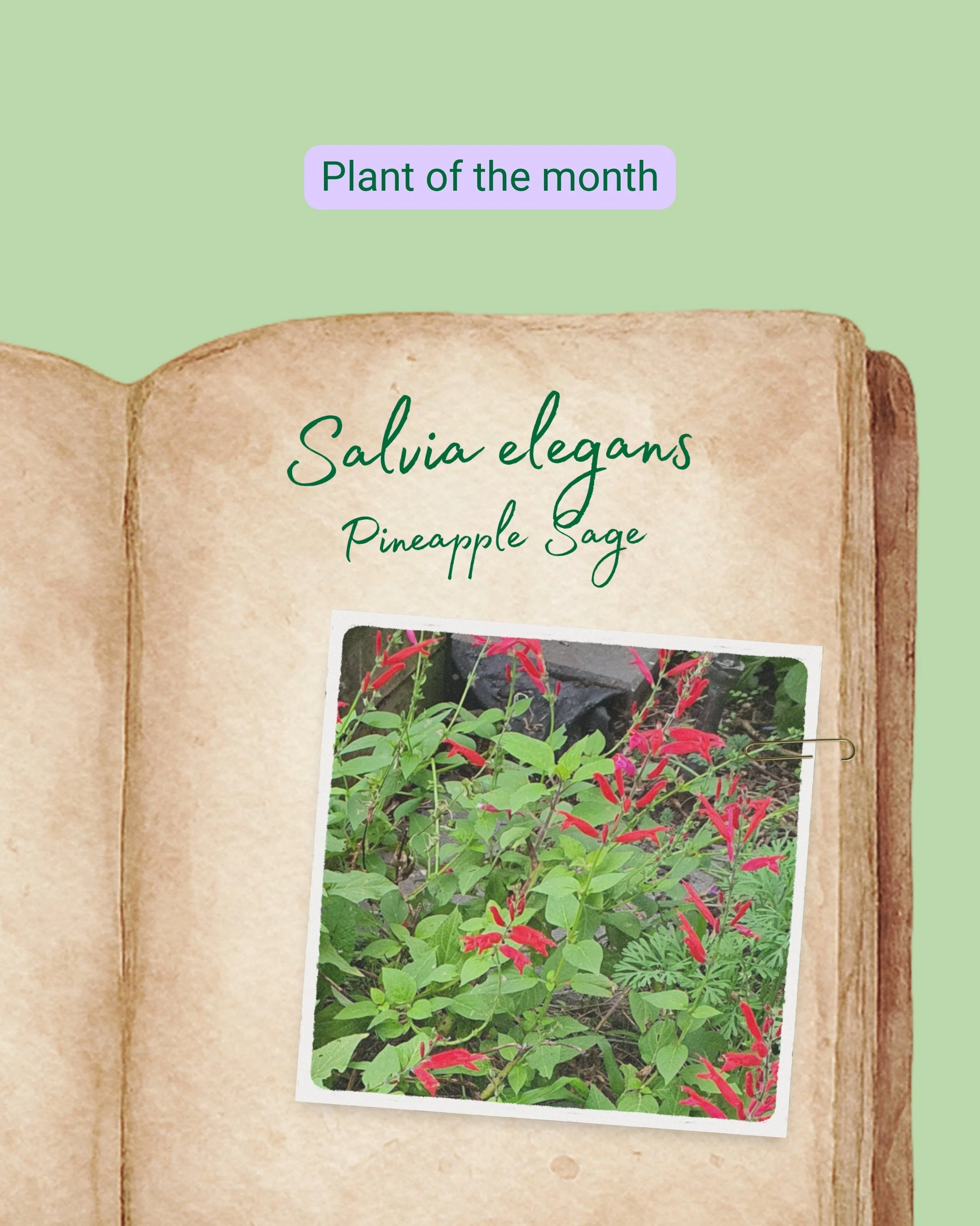 Plant of the month: Salvia elegans

Pineapple Sage is one of those plants that really earns its place in the garden, being useful in so many ways. It gets its name from its soft, lime green leaves that smell just like fresh pineapple! At this time of