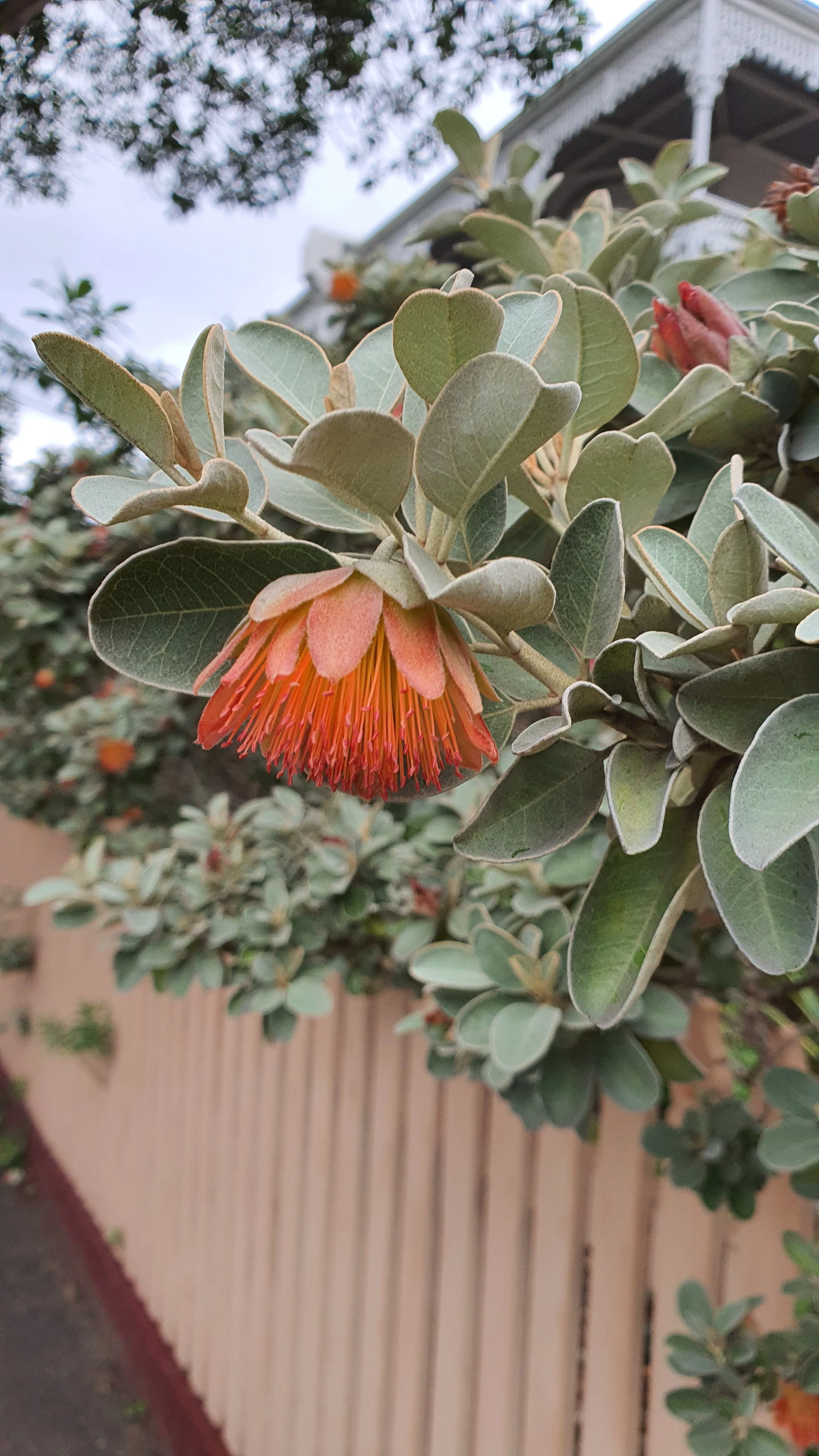 Plant of the month: Diplolaena grandiflora